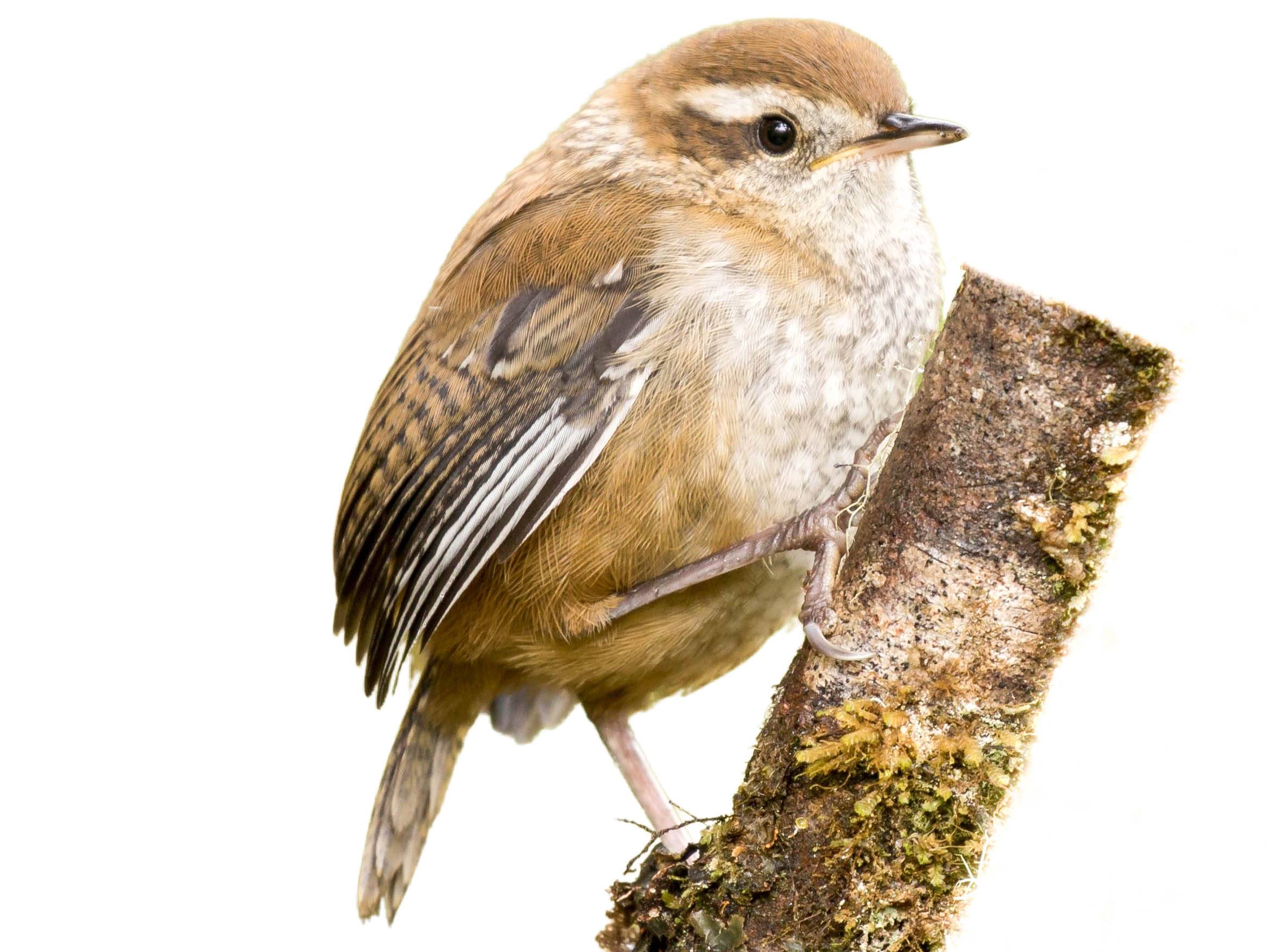 A photo of a Timberline Wren (Thryorchilus browni)