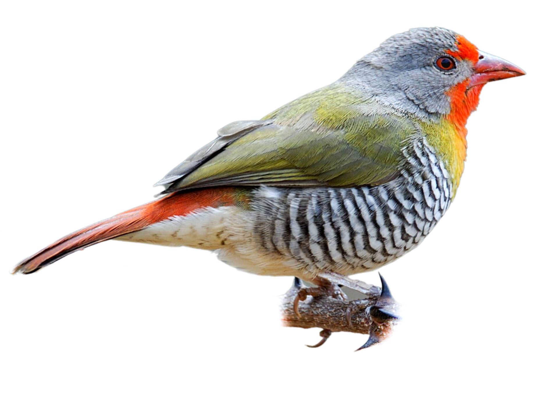 A photo of a Green-winged Pytilia (Pytilia melba), male