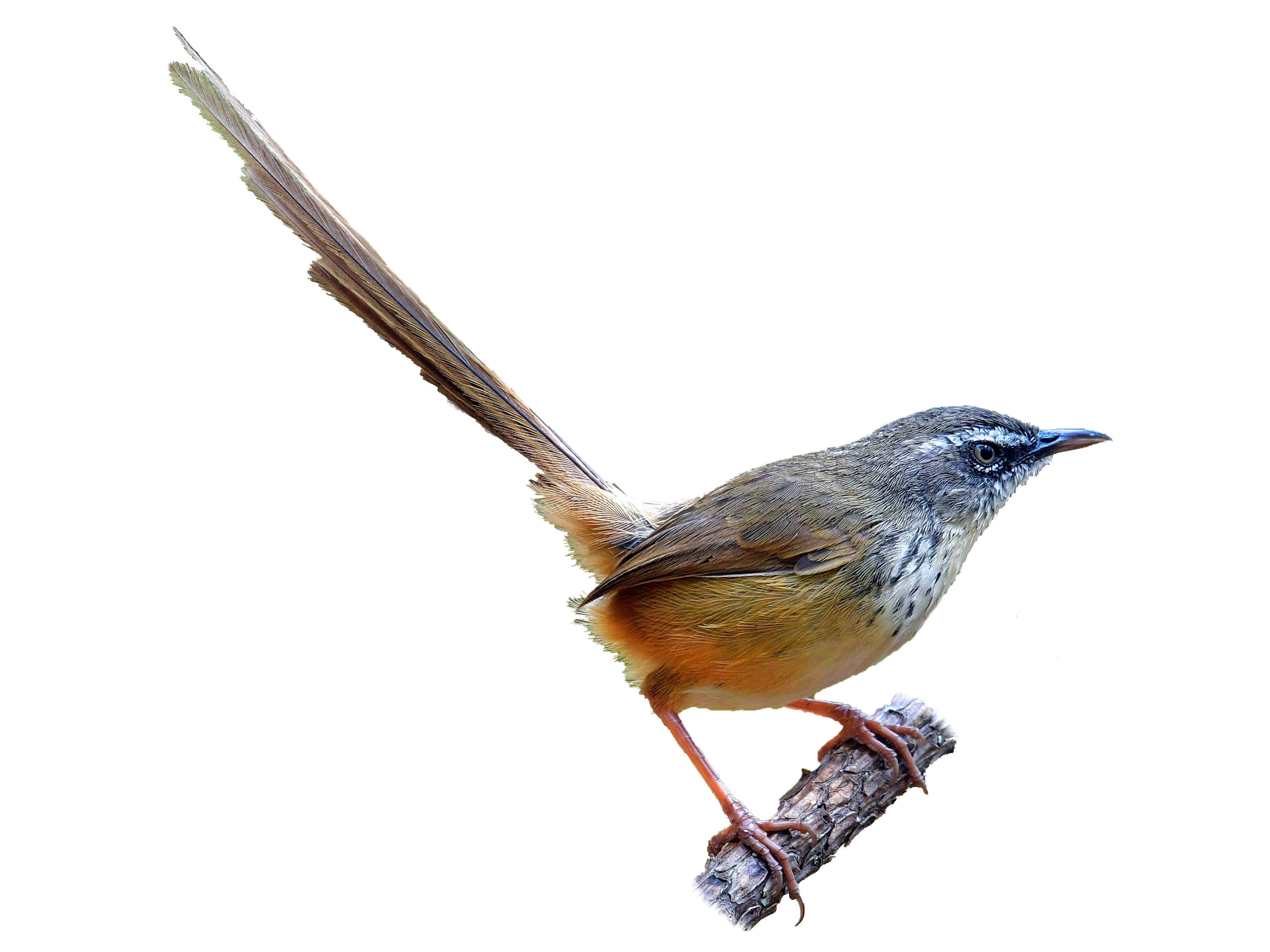 A photo of a Hill Prinia (Prinia superciliaris)