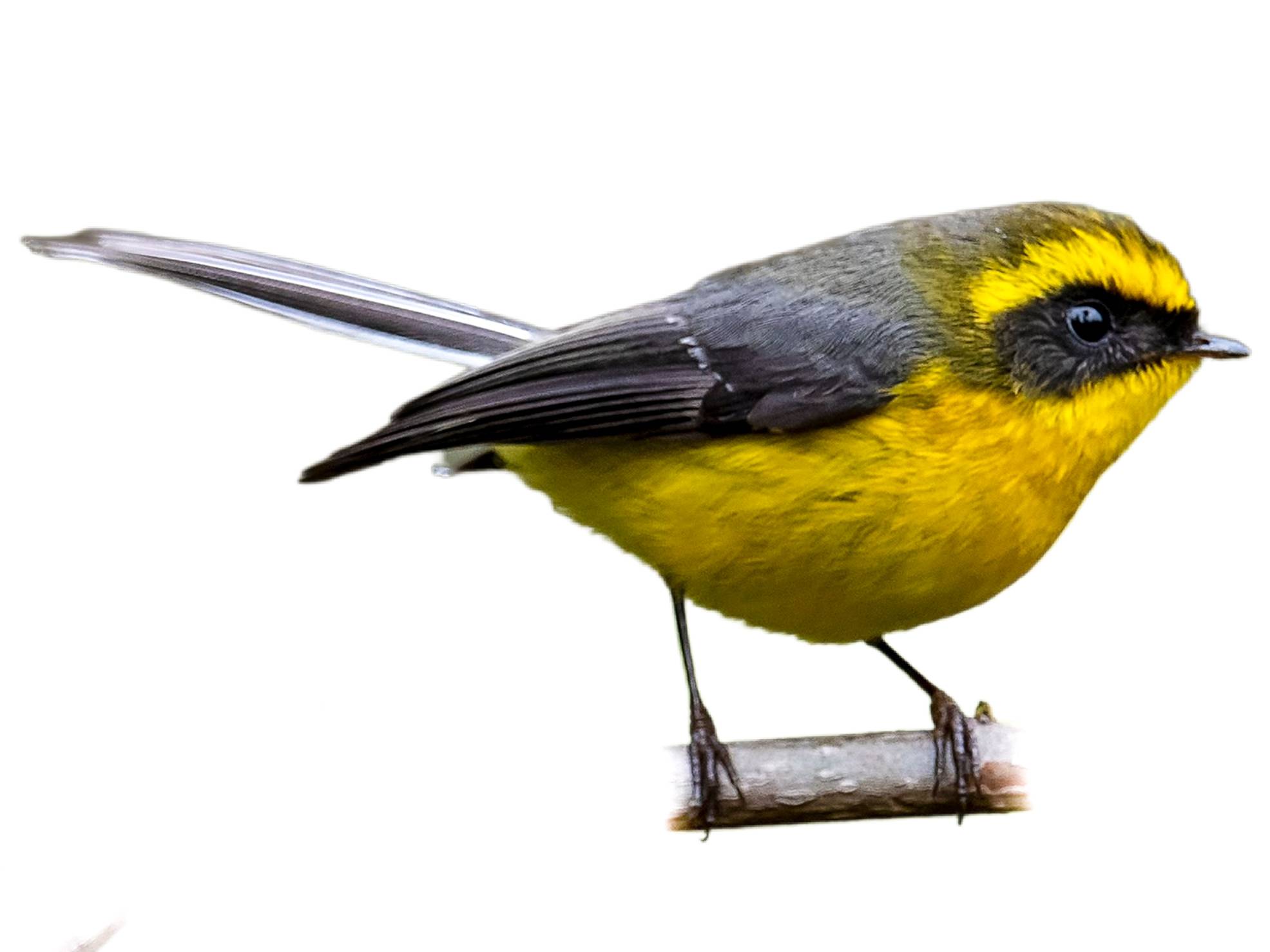 A photo of a Yellow-bellied Fantail (Chelidorhynx hypoxanthus)