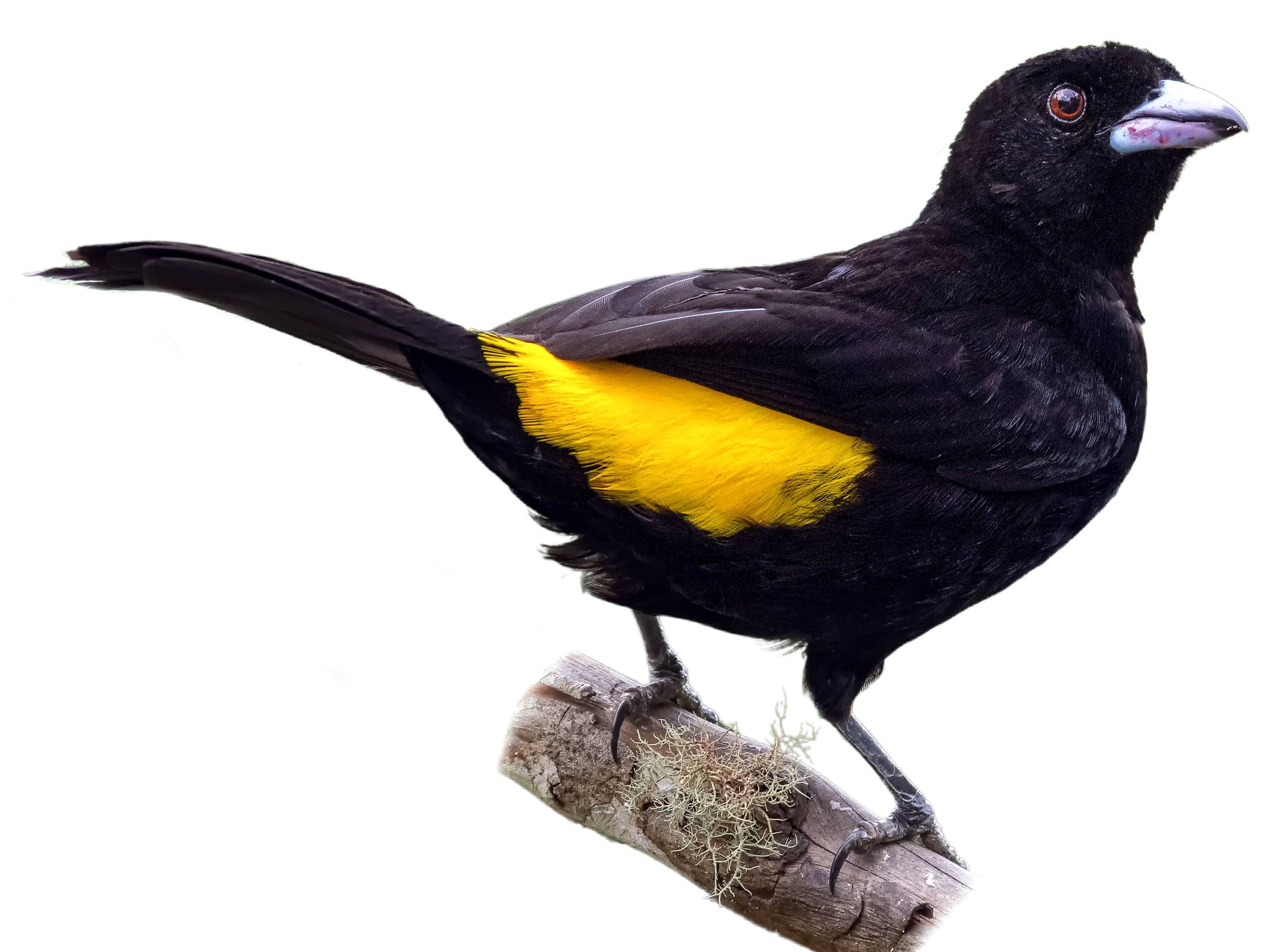 A photo of a Lemon-rumped Tanager (Ramphocelus icteronotus), male