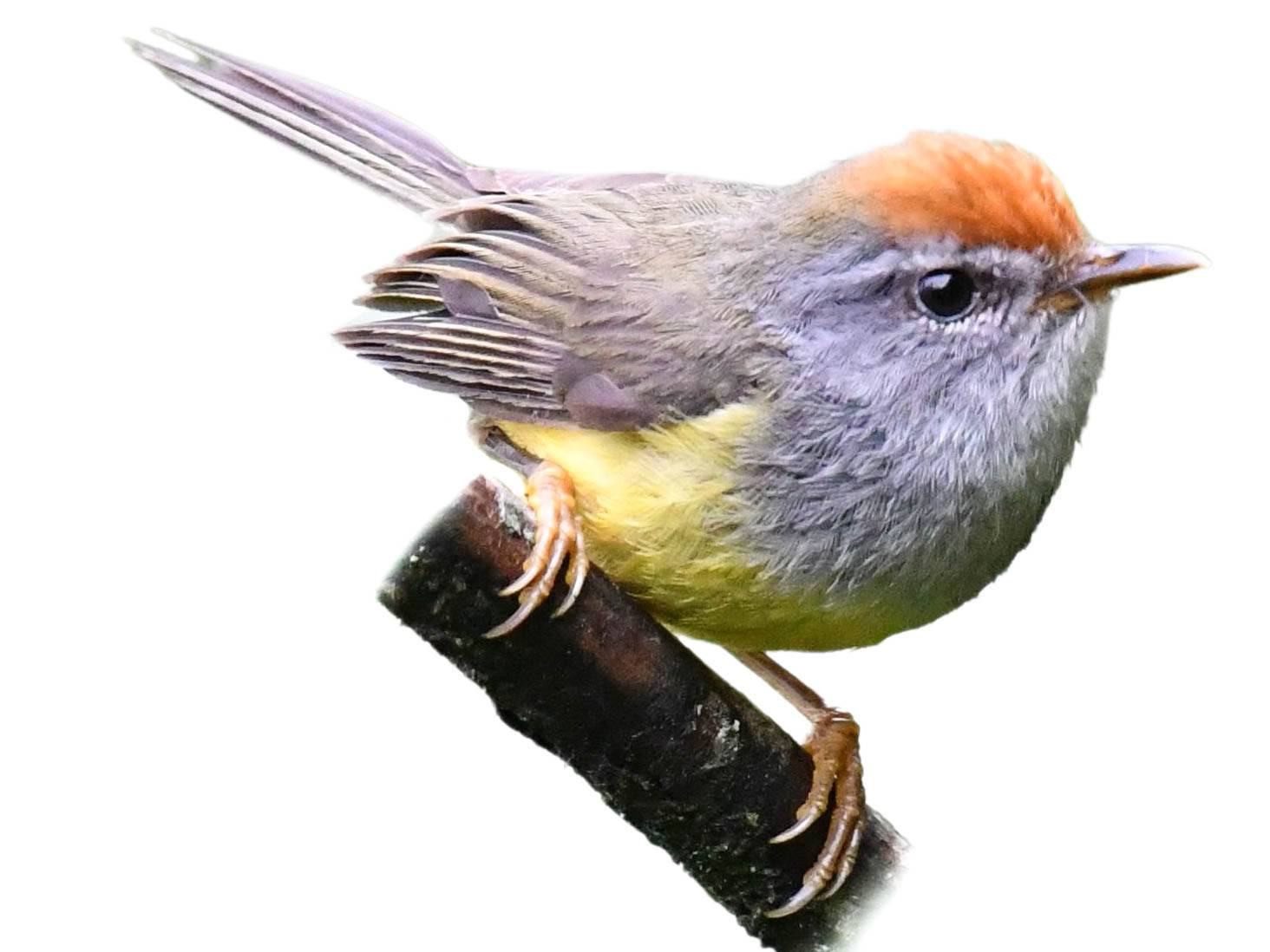 A photo of a Broad-billed Warbler (Tickellia hodgsoni)