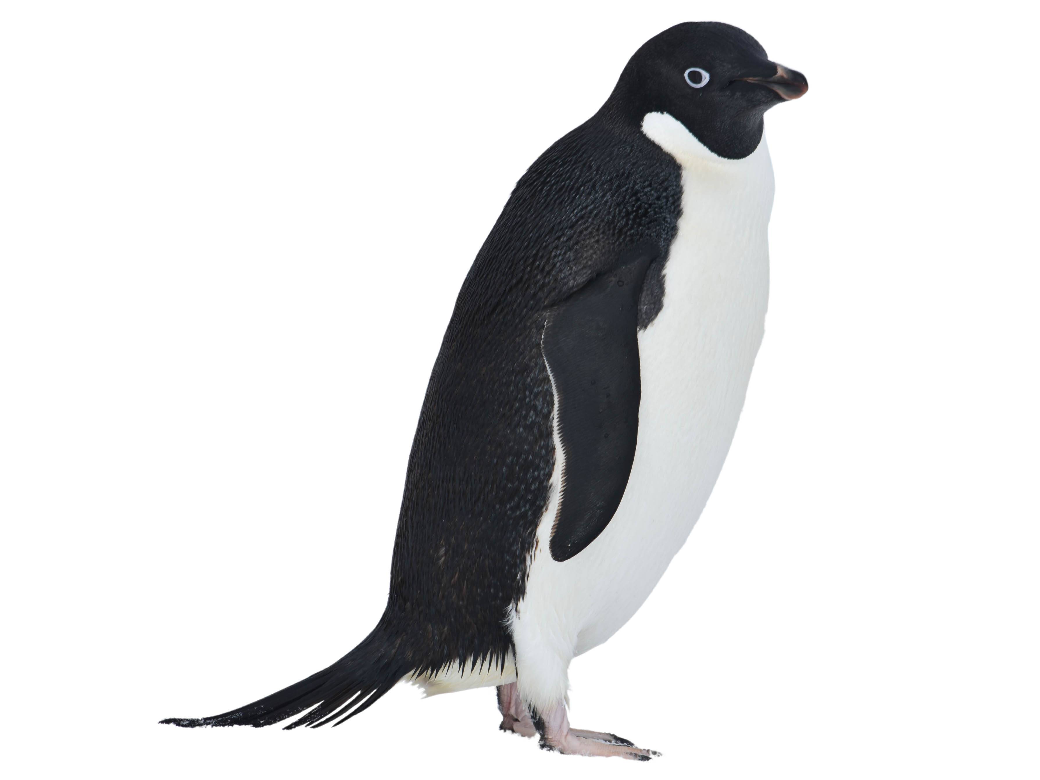 A photo of a Adelie Penguin (Pygoscelis adeliae)