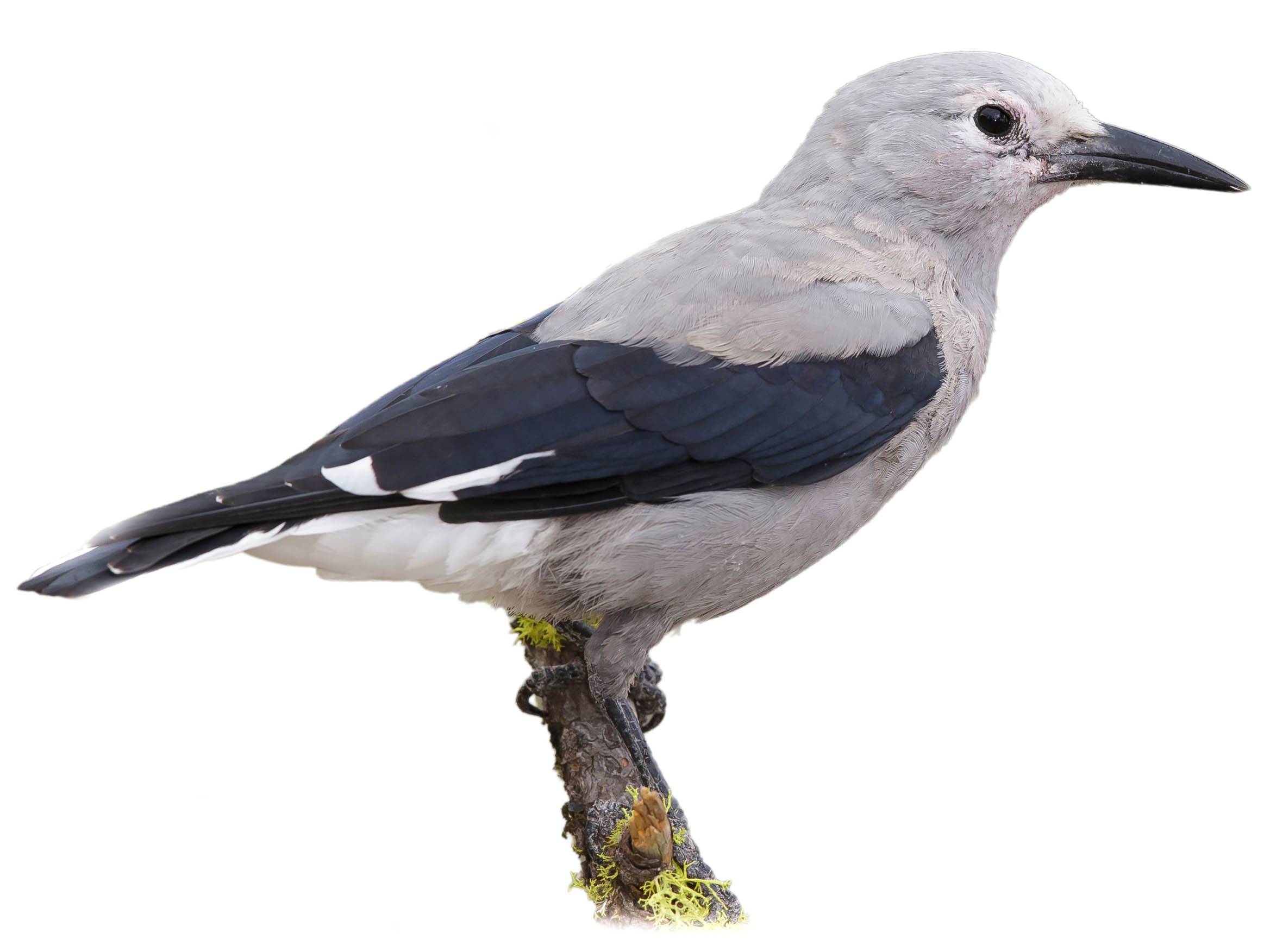 A photo of a Clark's Nutcracker (Nucifraga columbiana)