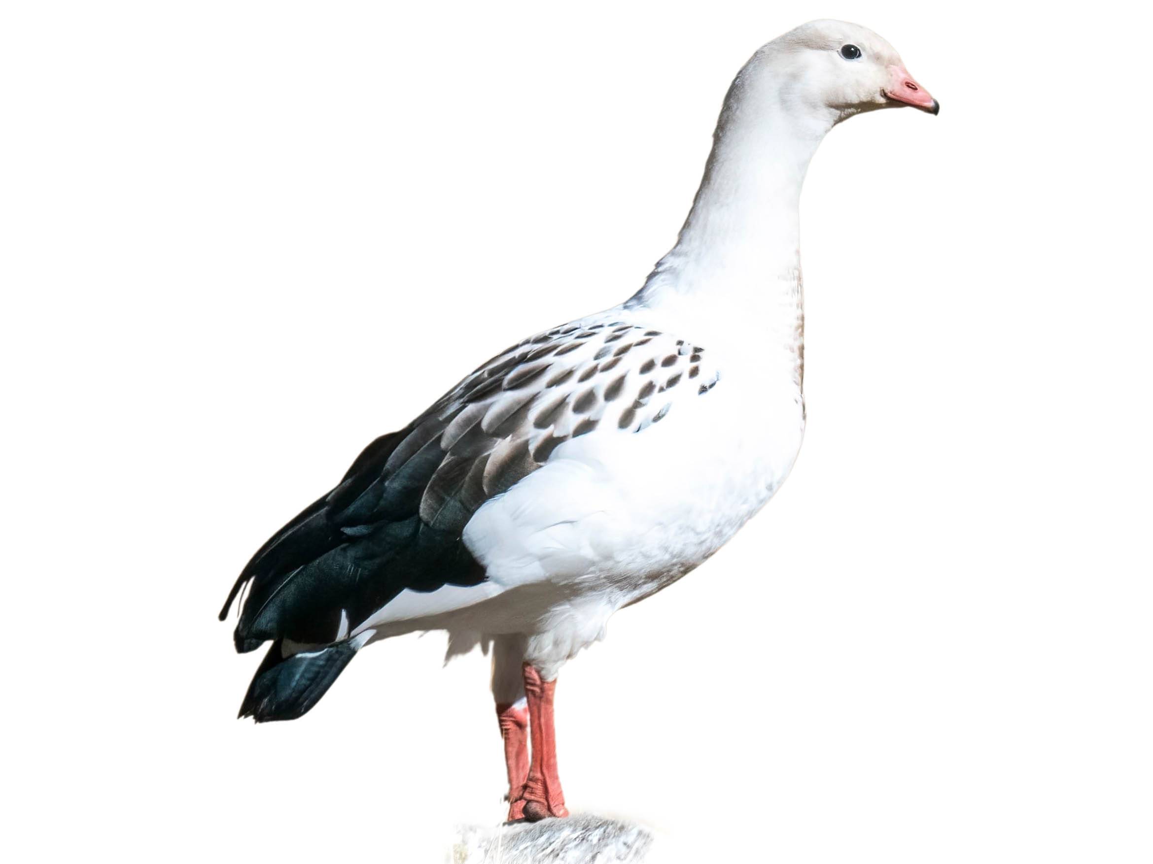 A photo of a Andean Goose (Chloephaga melanoptera)