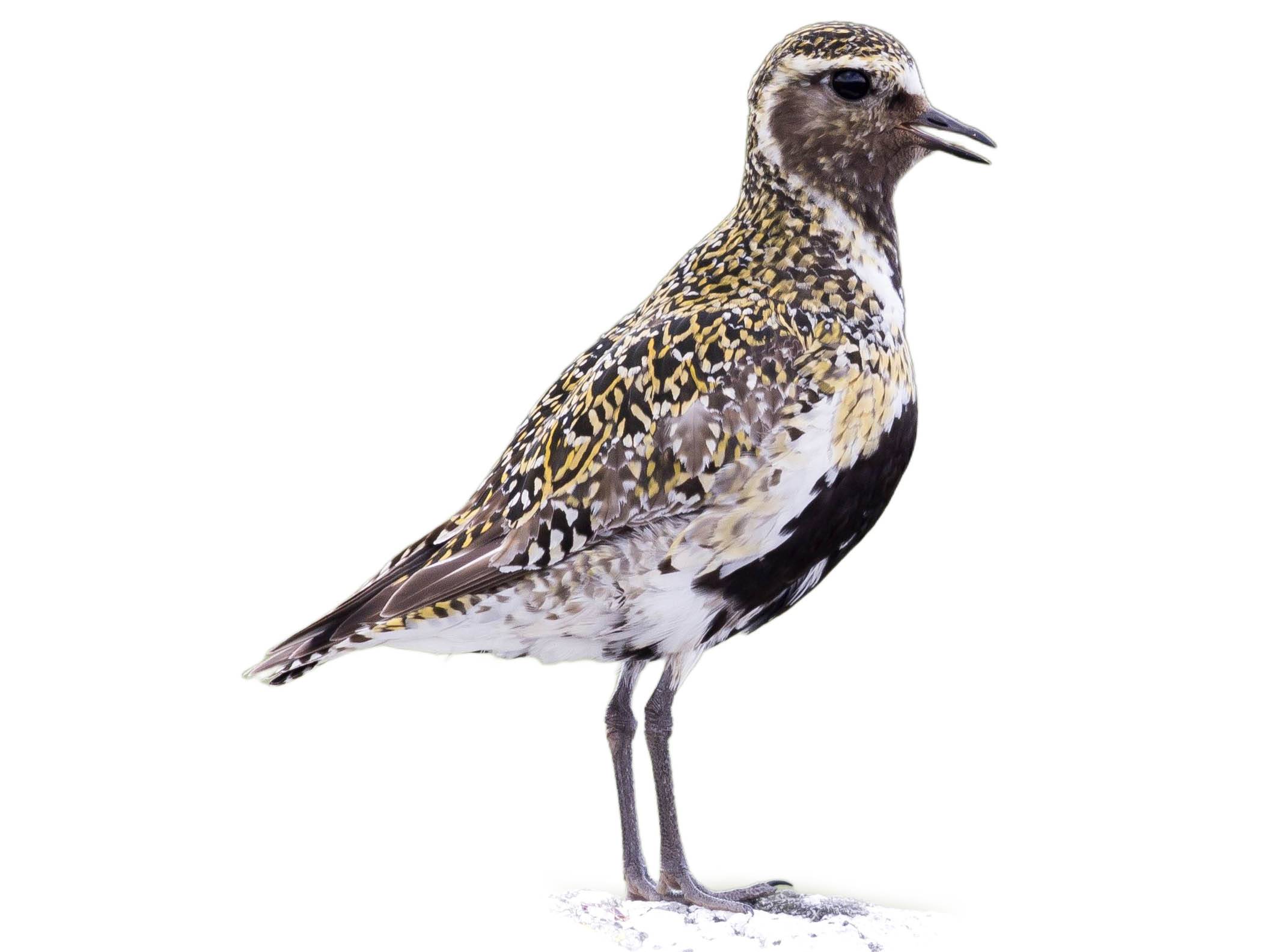 A photo of a Eurasian Golden Plover (Pluvialis apricaria), male