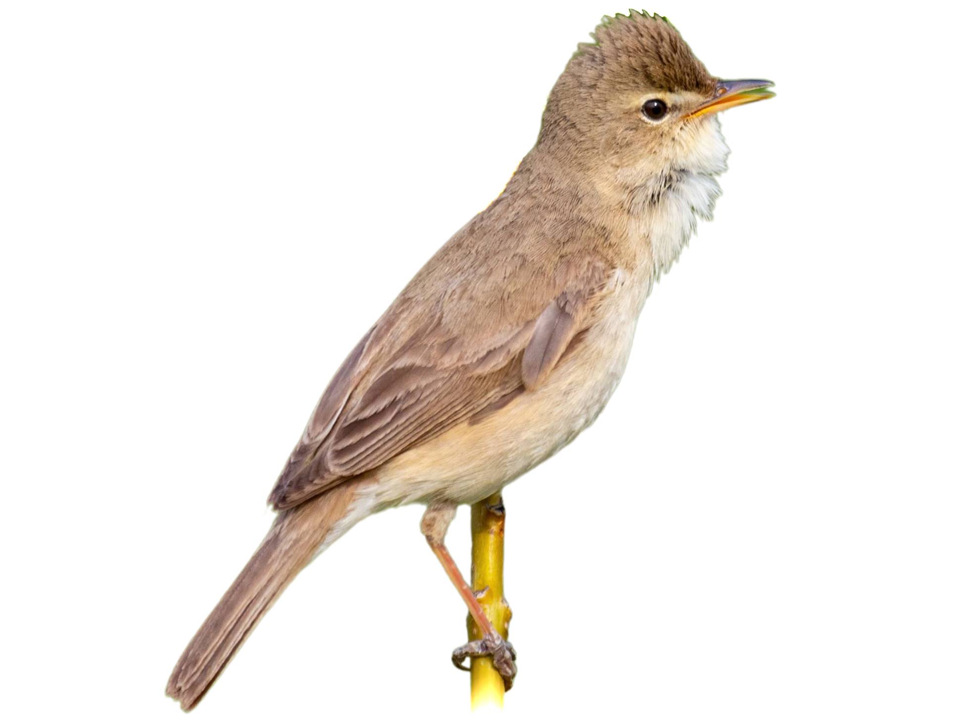 A photo of a Booted Warbler (Iduna caligata)