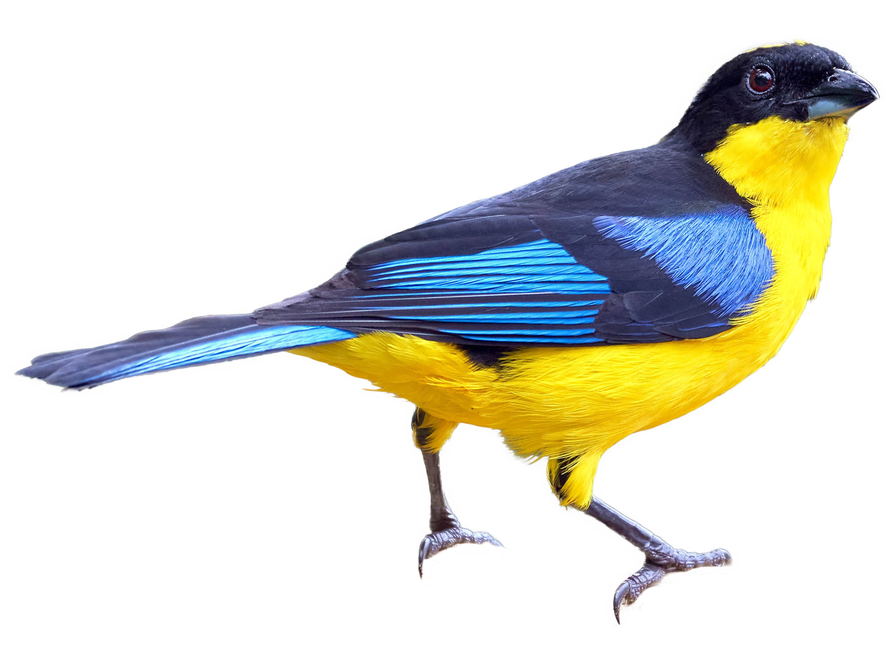 A photo of a Blue-winged Mountain Tanager (Anisognathus somptuosus)