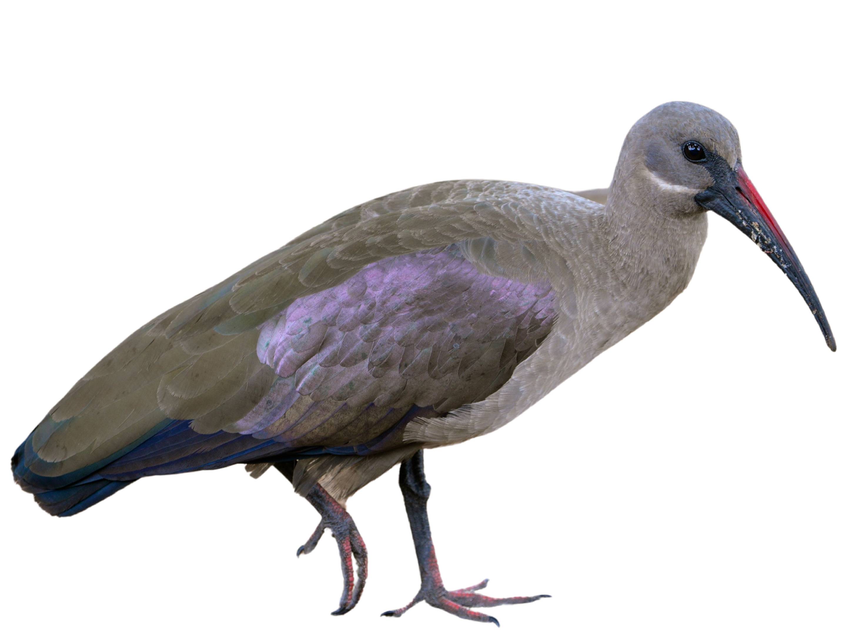 A photo of a Hadada Ibis (Bostrychia hagedash)