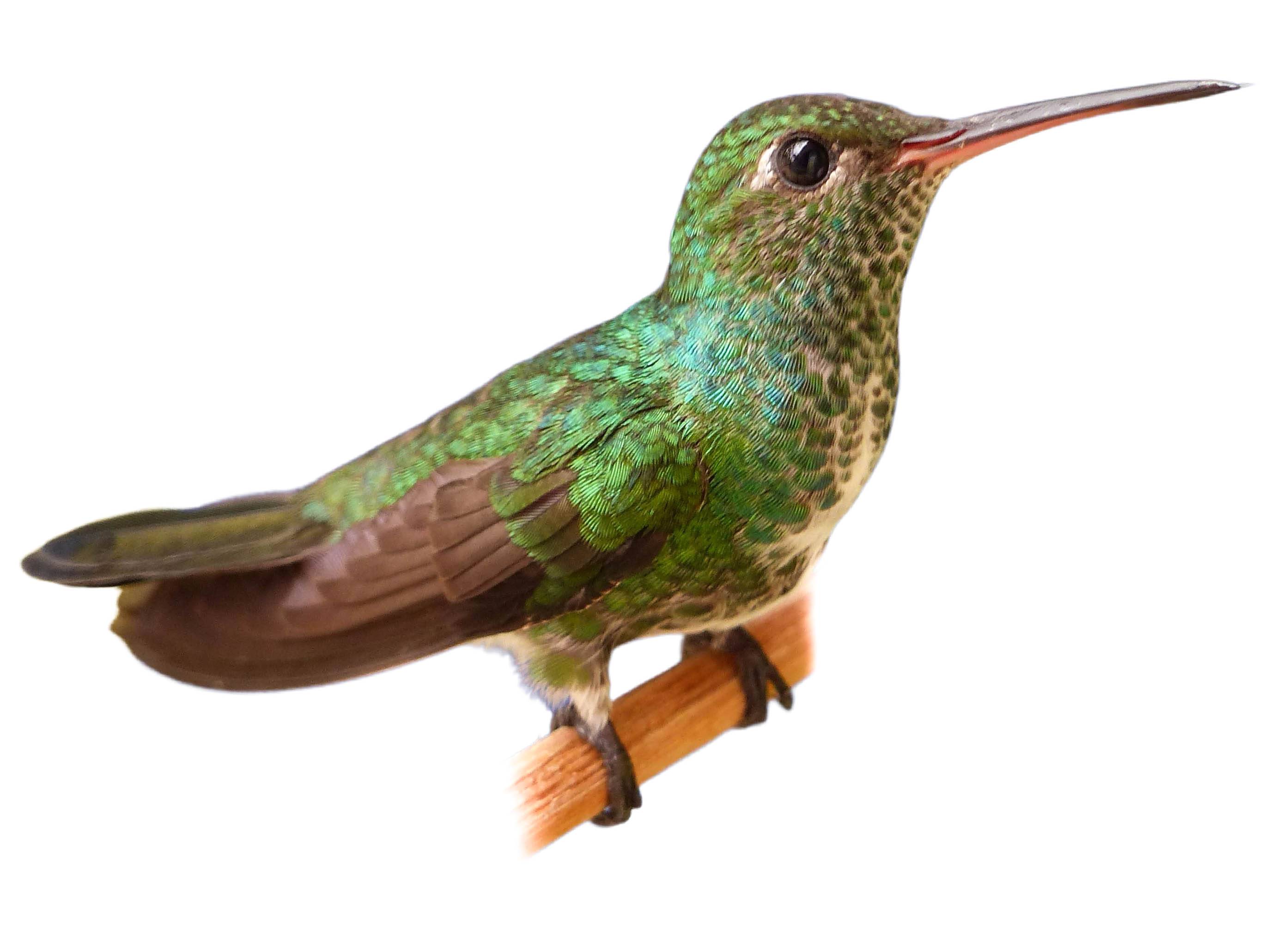 A photo of a Glittering-throated Emerald (Chionomesa fimbriata)