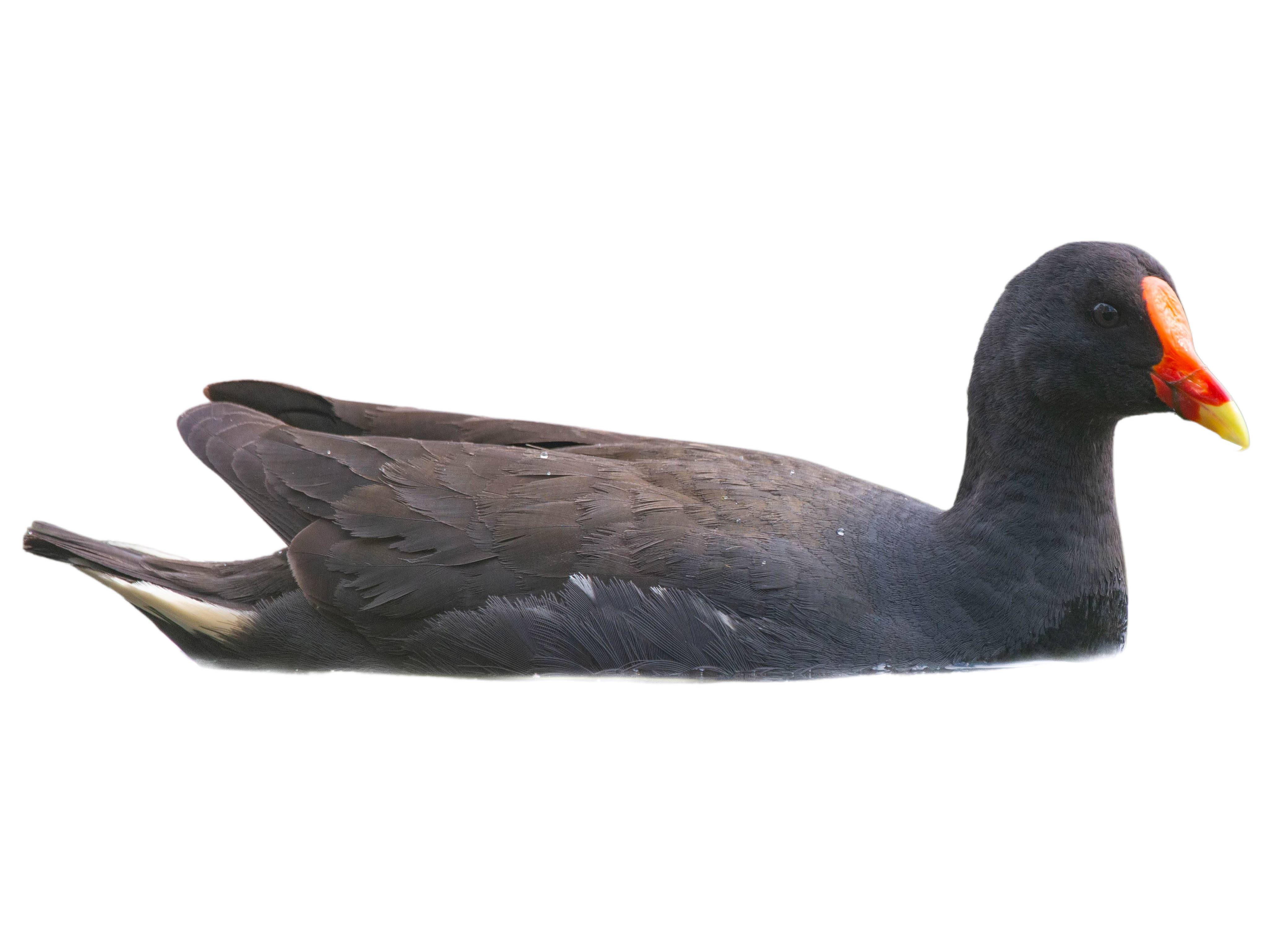 A photo of a Dusky Moorhen (Gallinula tenebrosa)