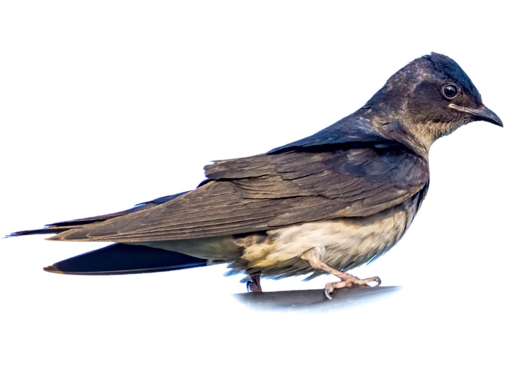 A photo of a Grey-breasted Martin (Progne chalybea)