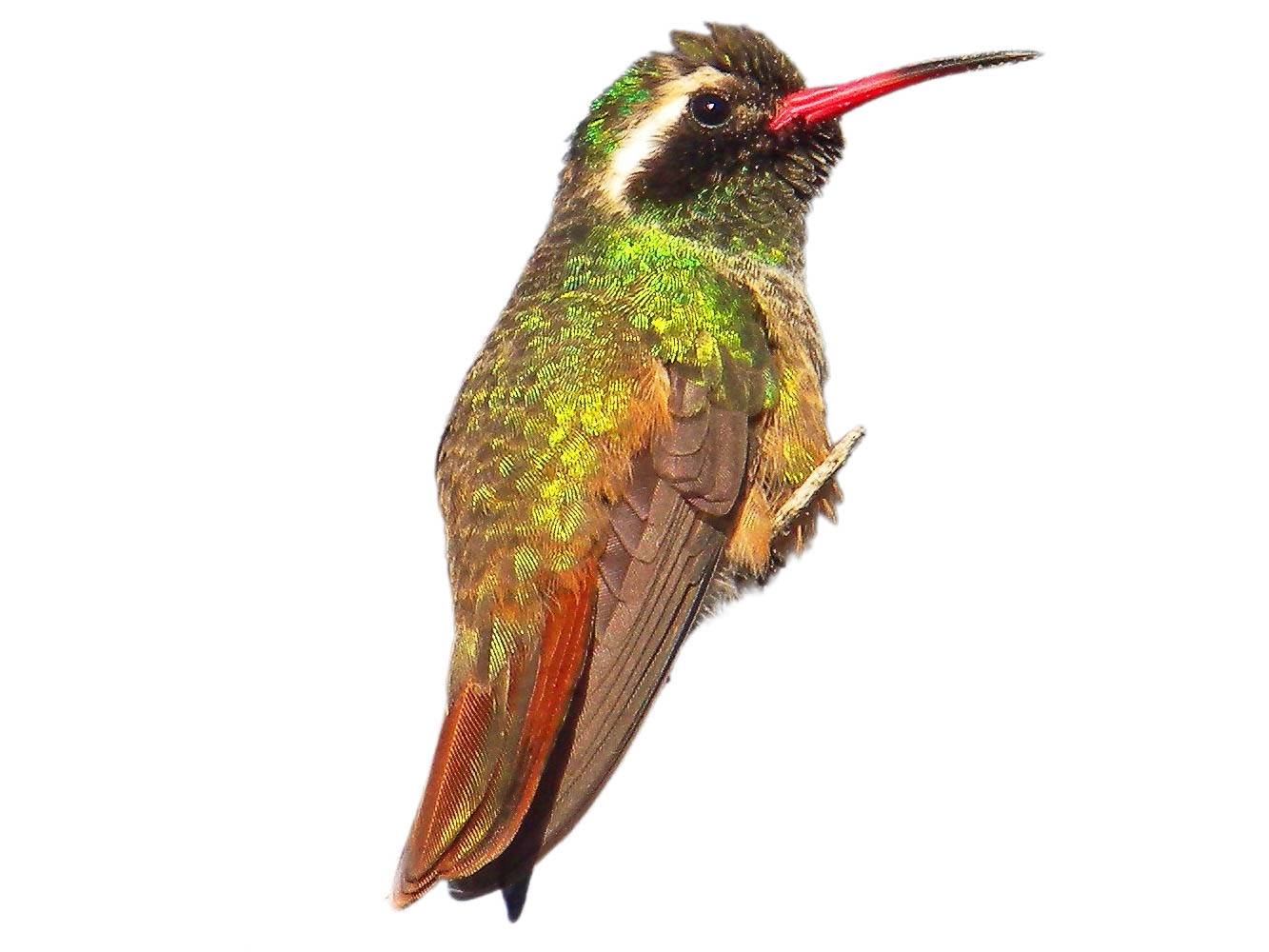 A photo of a Xantus's Hummingbird (Basilinna xantusii), male