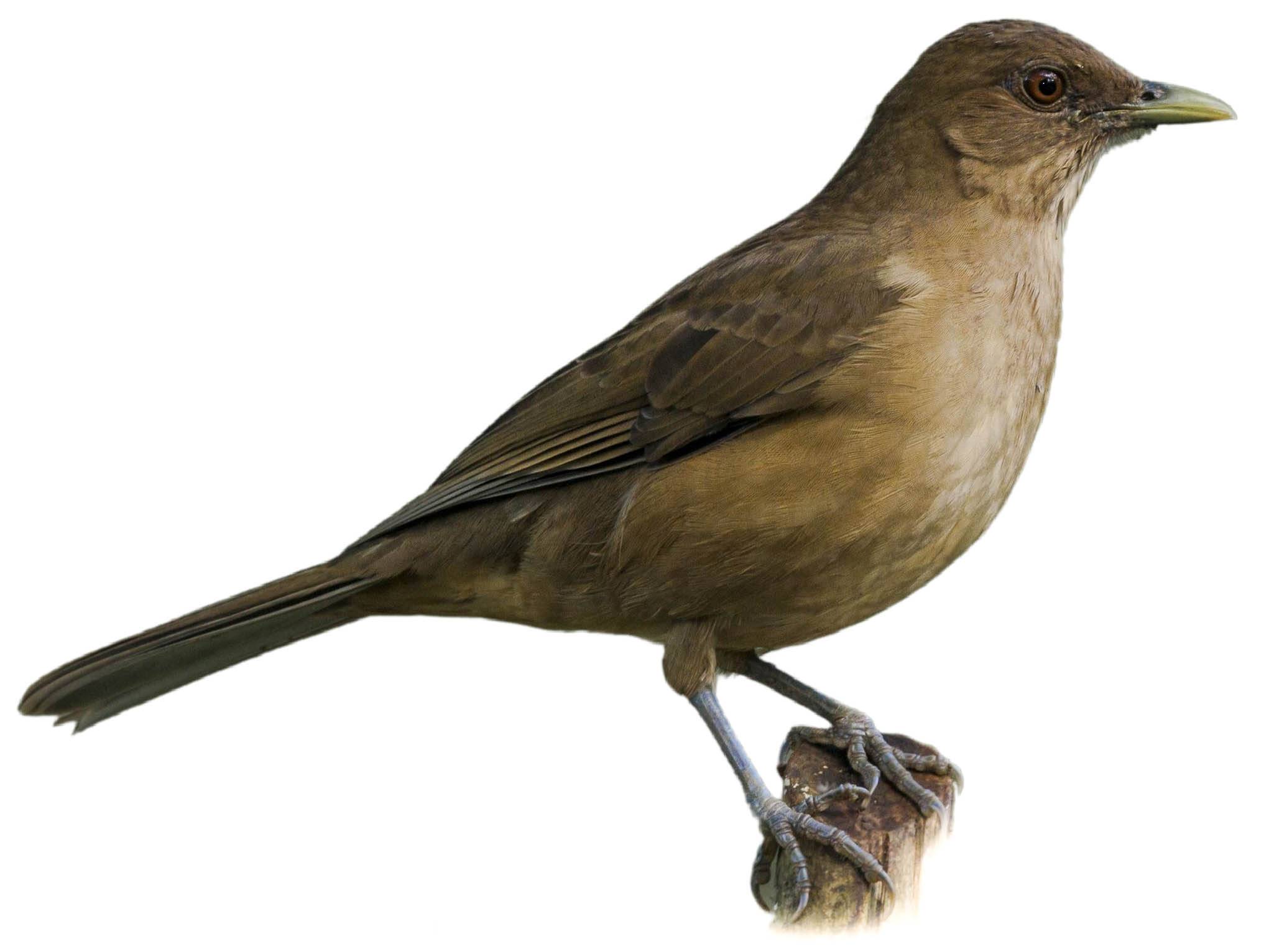 A photo of a Clay-colored Thrush (Turdus grayi)