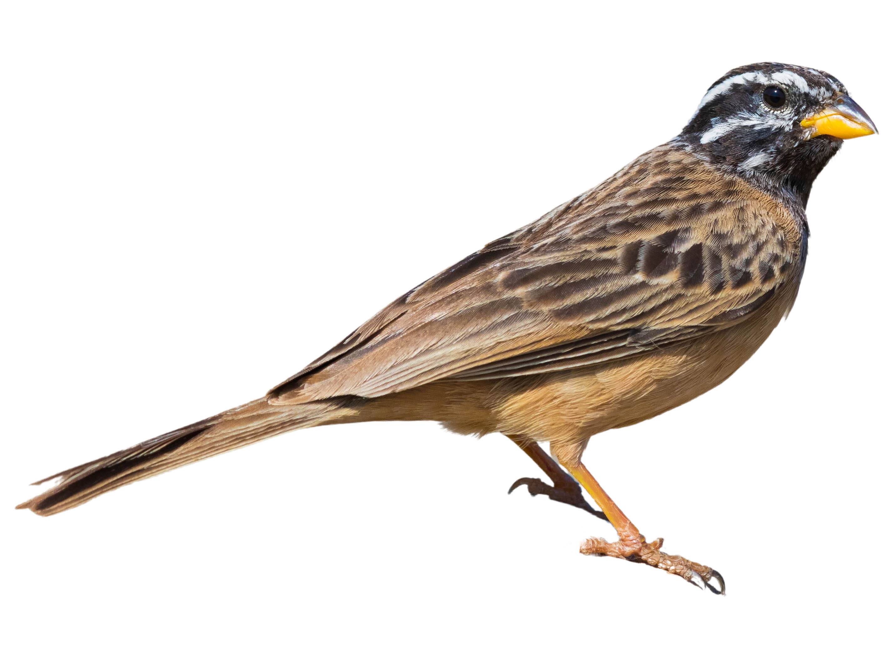 A photo of a Cinnamon-breasted Bunting (Emberiza tahapisi), male