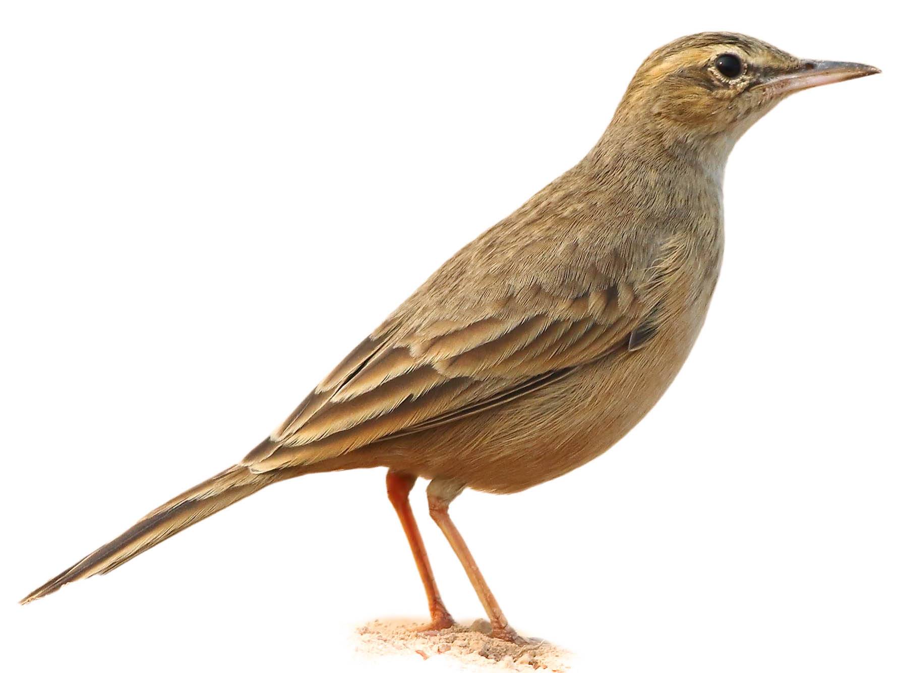 A photo of a Long-billed Pipit (Anthus similis)