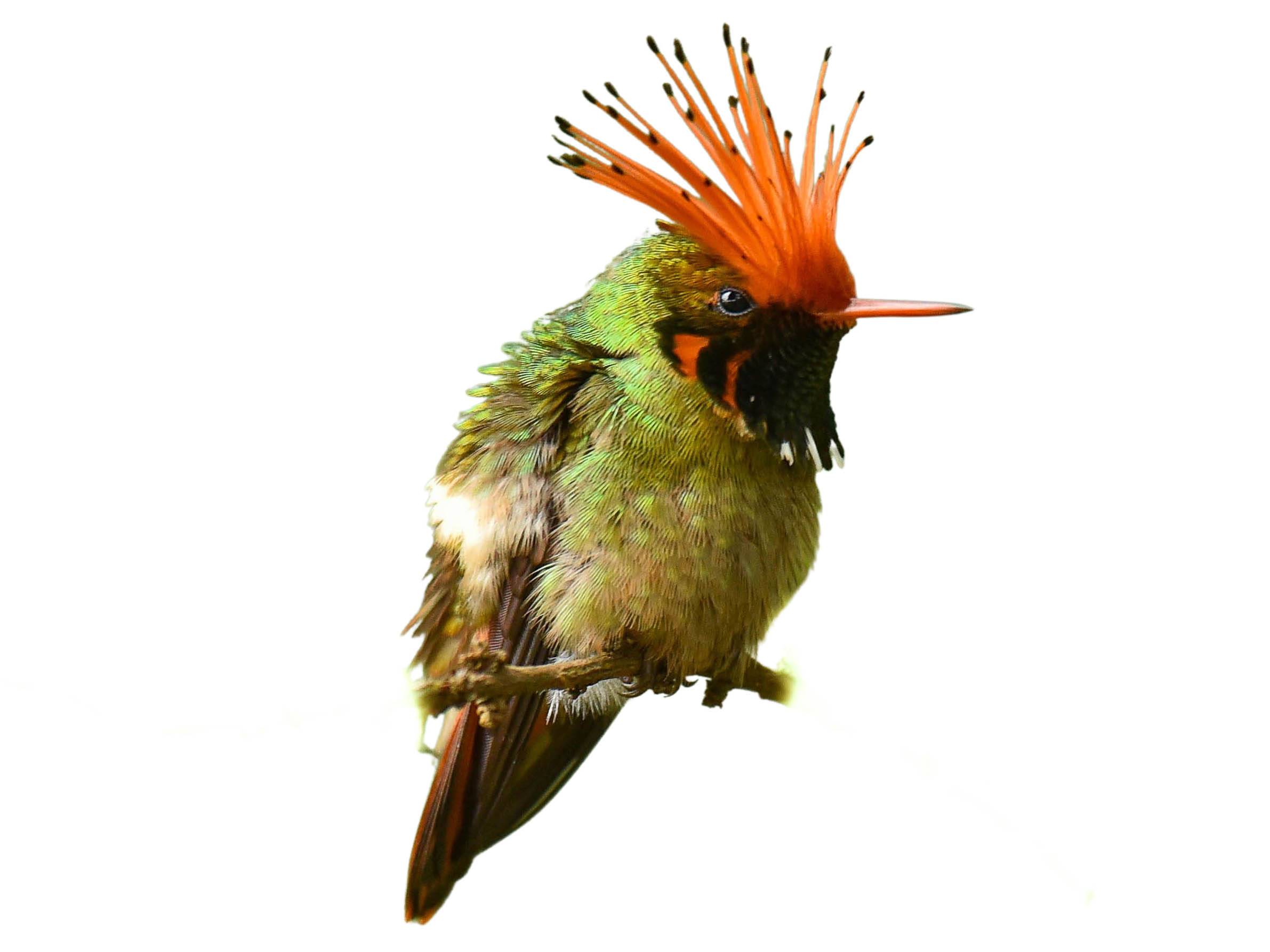 A photo of a Rufous-crested Coquette (Lophornis delattrei), male