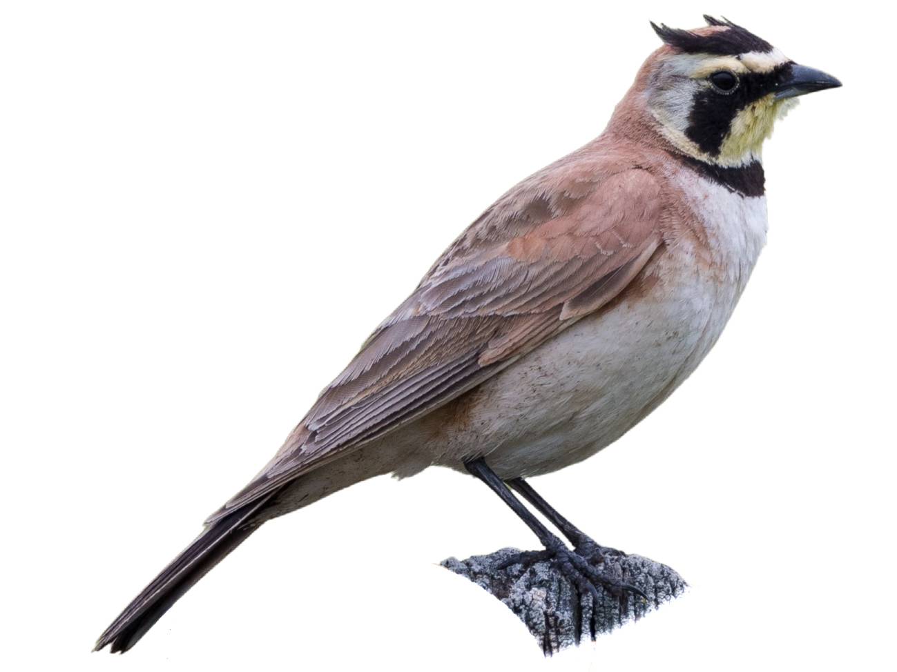 A photo of a Horned Lark (Eremophila alpestris), male