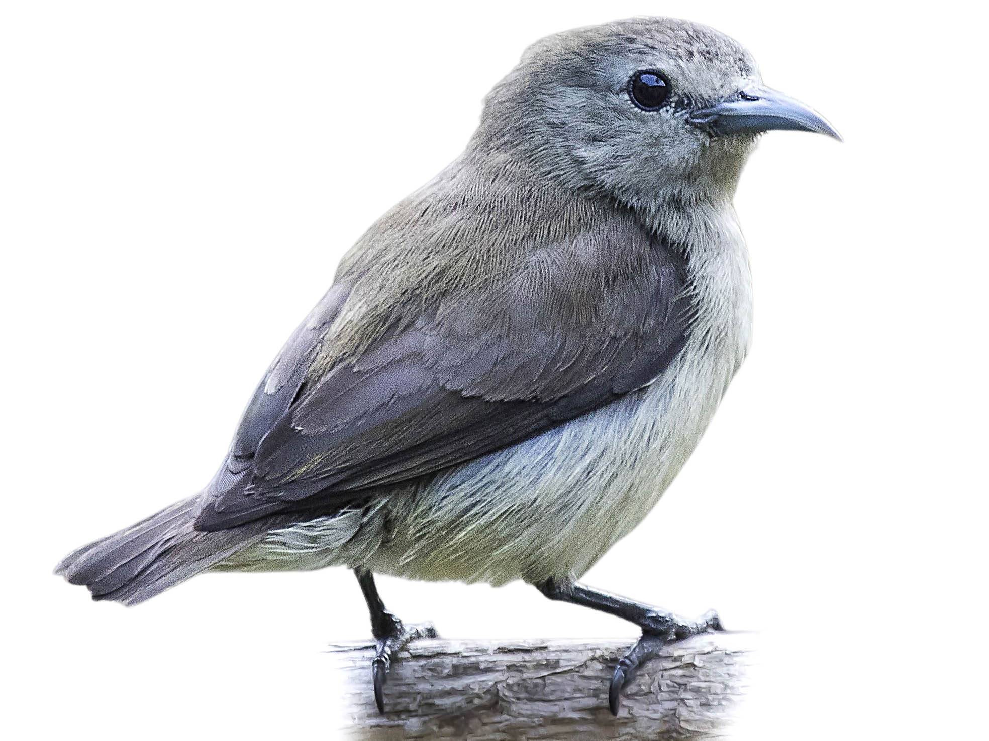 A photo of a Nilgiri Flowerpecker (Dicaeum concolor)