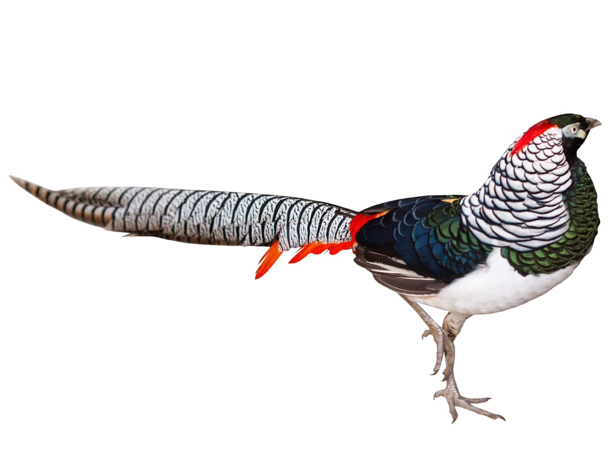 A photo of a Lady Amherst's Pheasant (Chrysolophus amherstiae), male