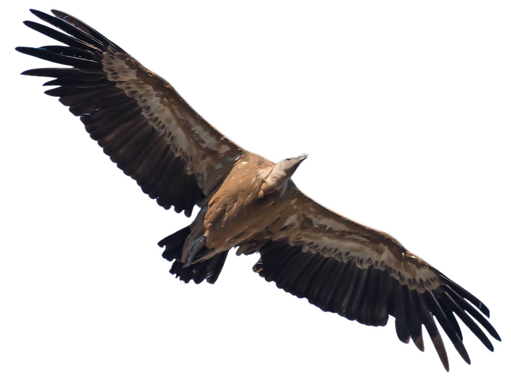 A photo of a Griffon Vulture (Gyps fulvus)