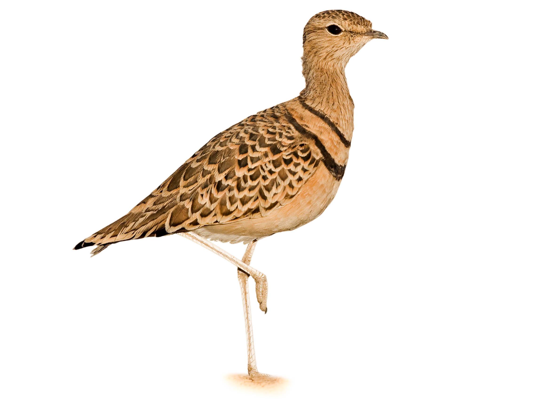 A photo of a Double-banded Courser (Rhinoptilus africanus)