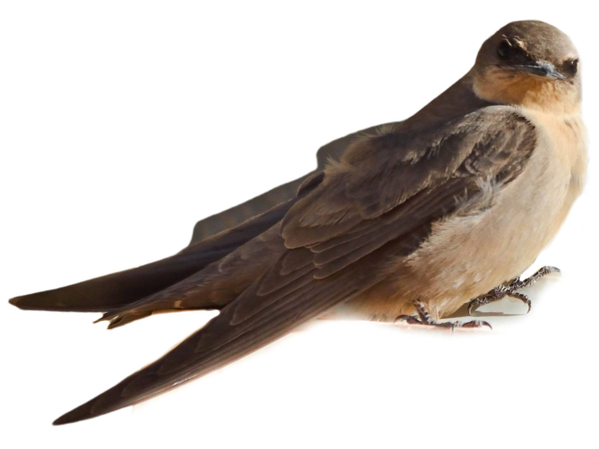 A photo of a Rock Martin (Ptyonoprogne fuligula)