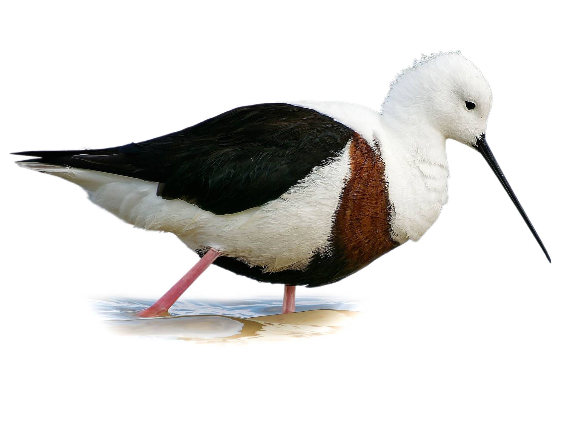 A photo of a Banded Stilt (Cladorhynchus leucocephalus)