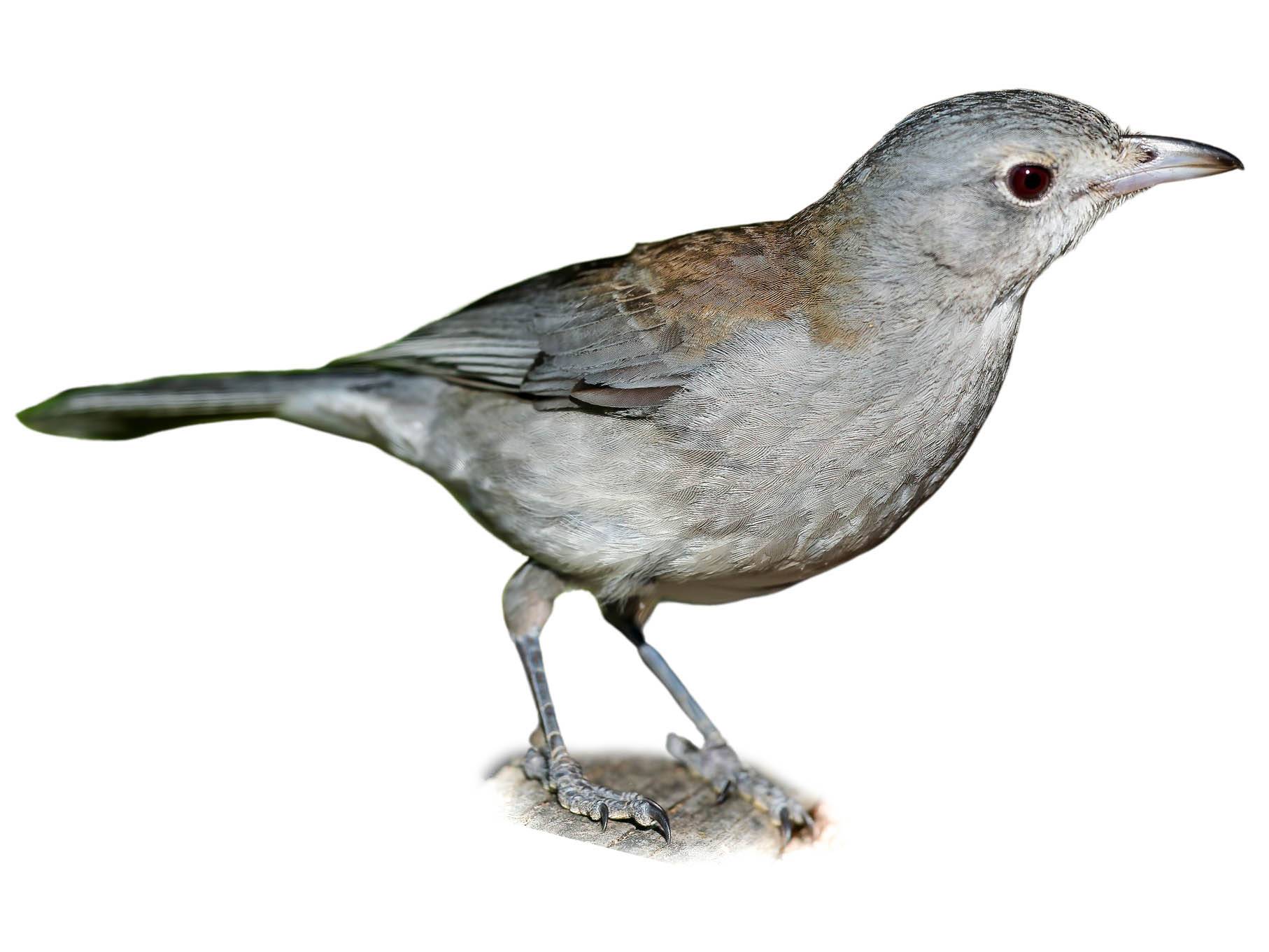 A photo of a Grey Shrikethrush (Colluricincla harmonica)