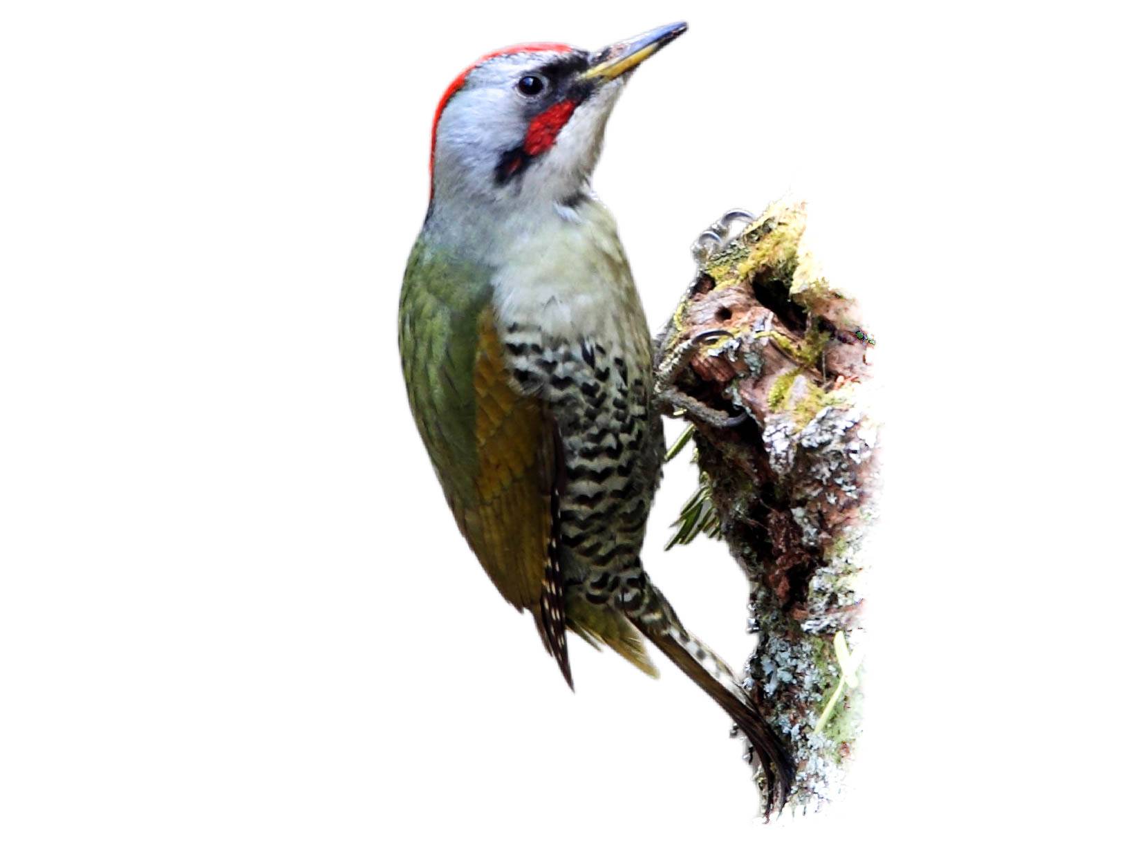 A photo of a Japanese Green Woodpecker (Picus awokera)