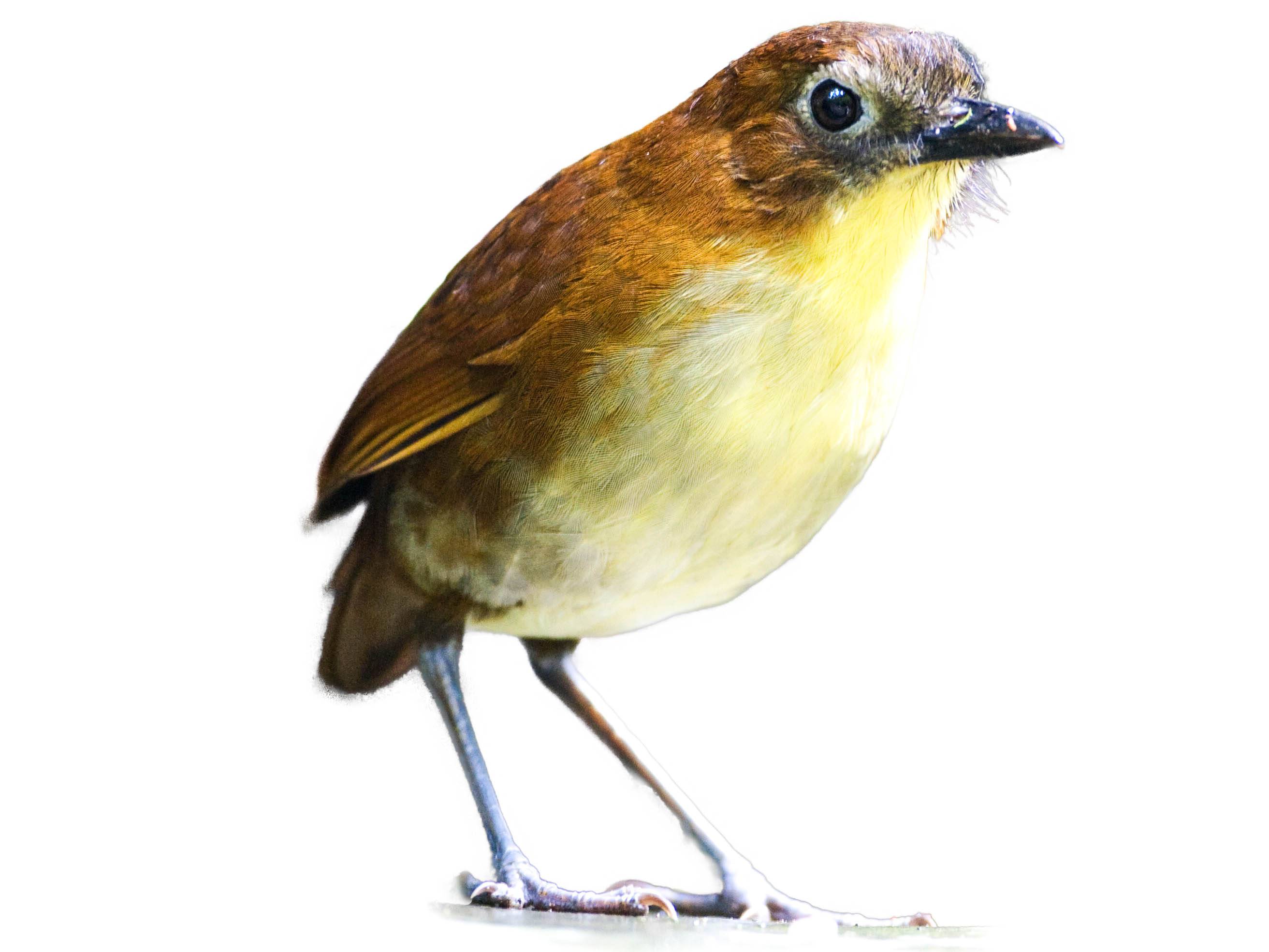 A photo of a Yellow-breasted Antpitta (Grallaria flavotincta)