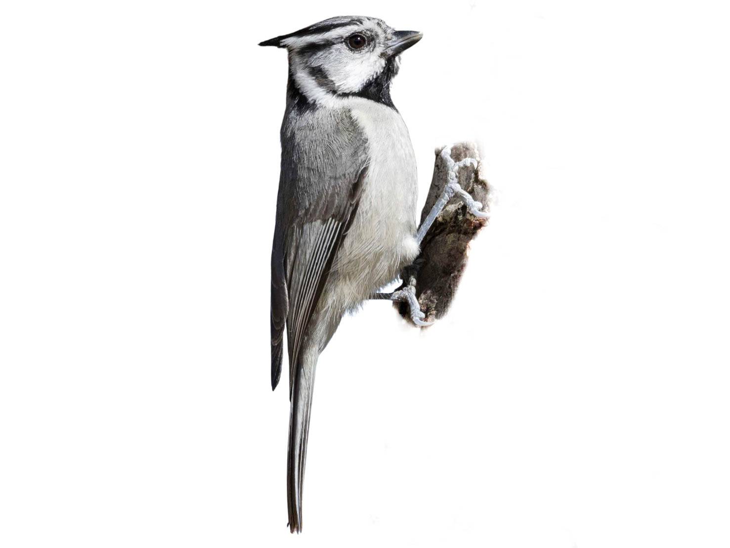 A photo of a Bridled Titmouse (Baeolophus wollweberi)