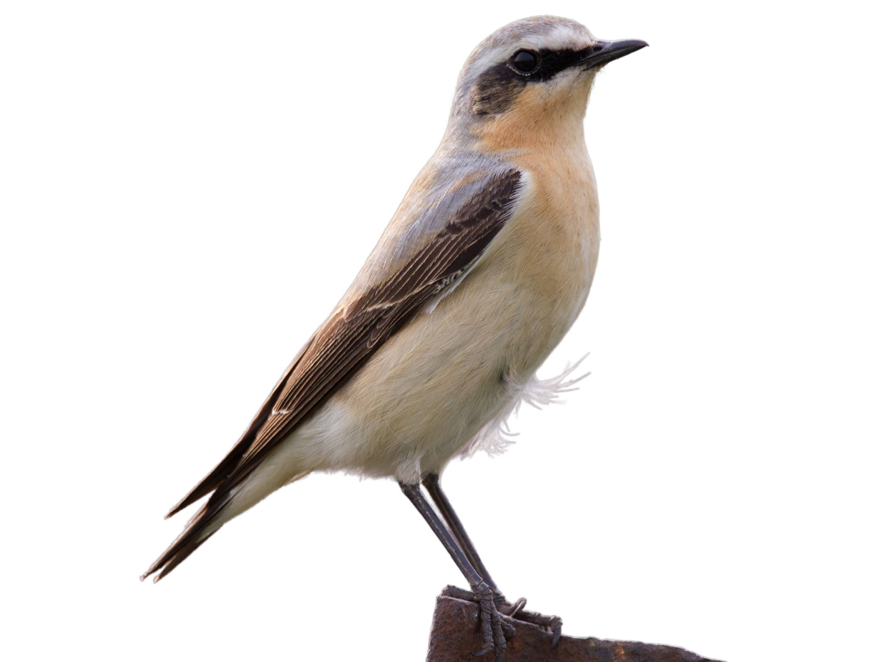 A photo of a Northern Wheatear (Oenanthe oenanthe), male