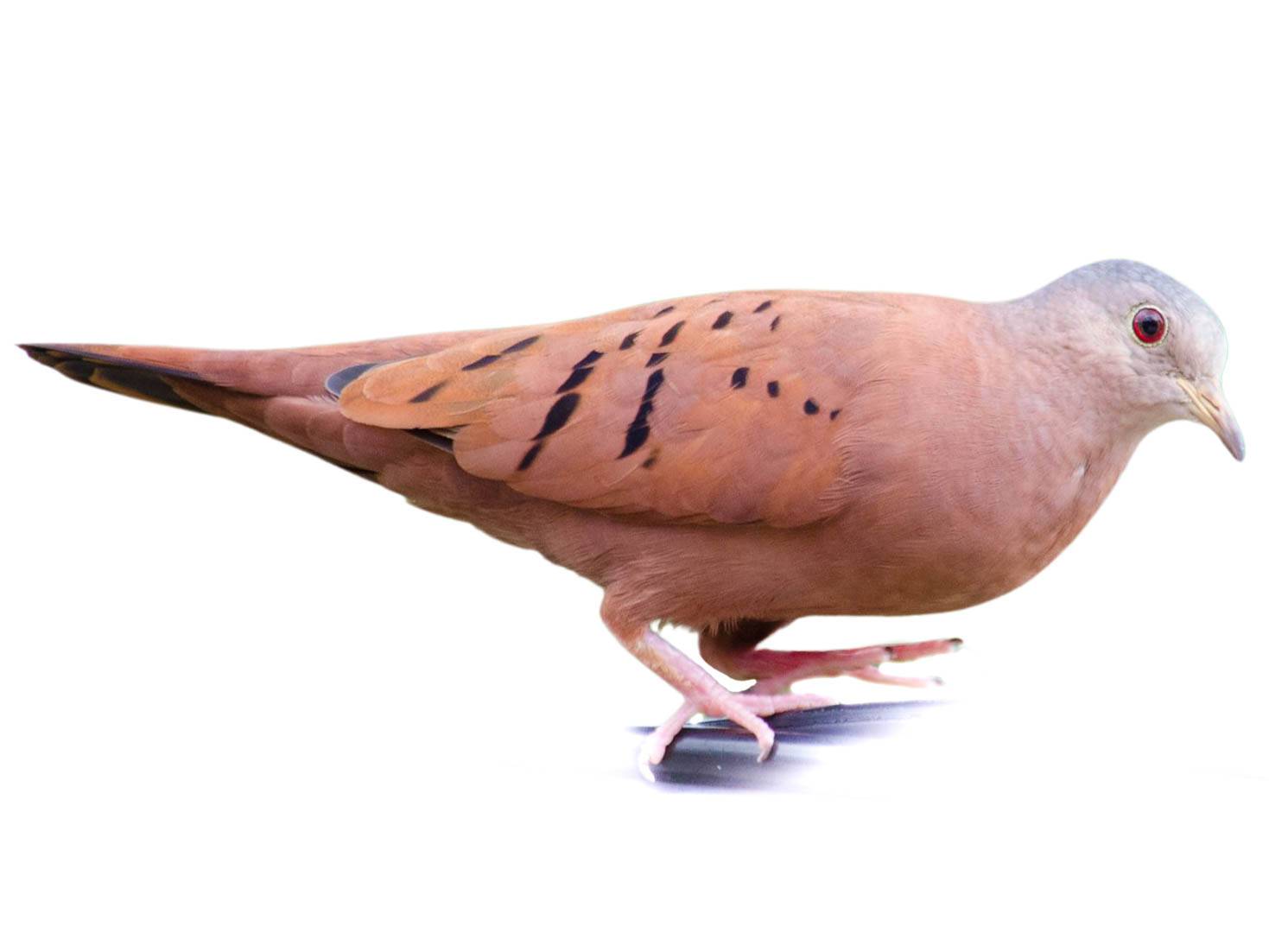 A photo of a Ruddy Ground Dove (Columbina talpacoti), male