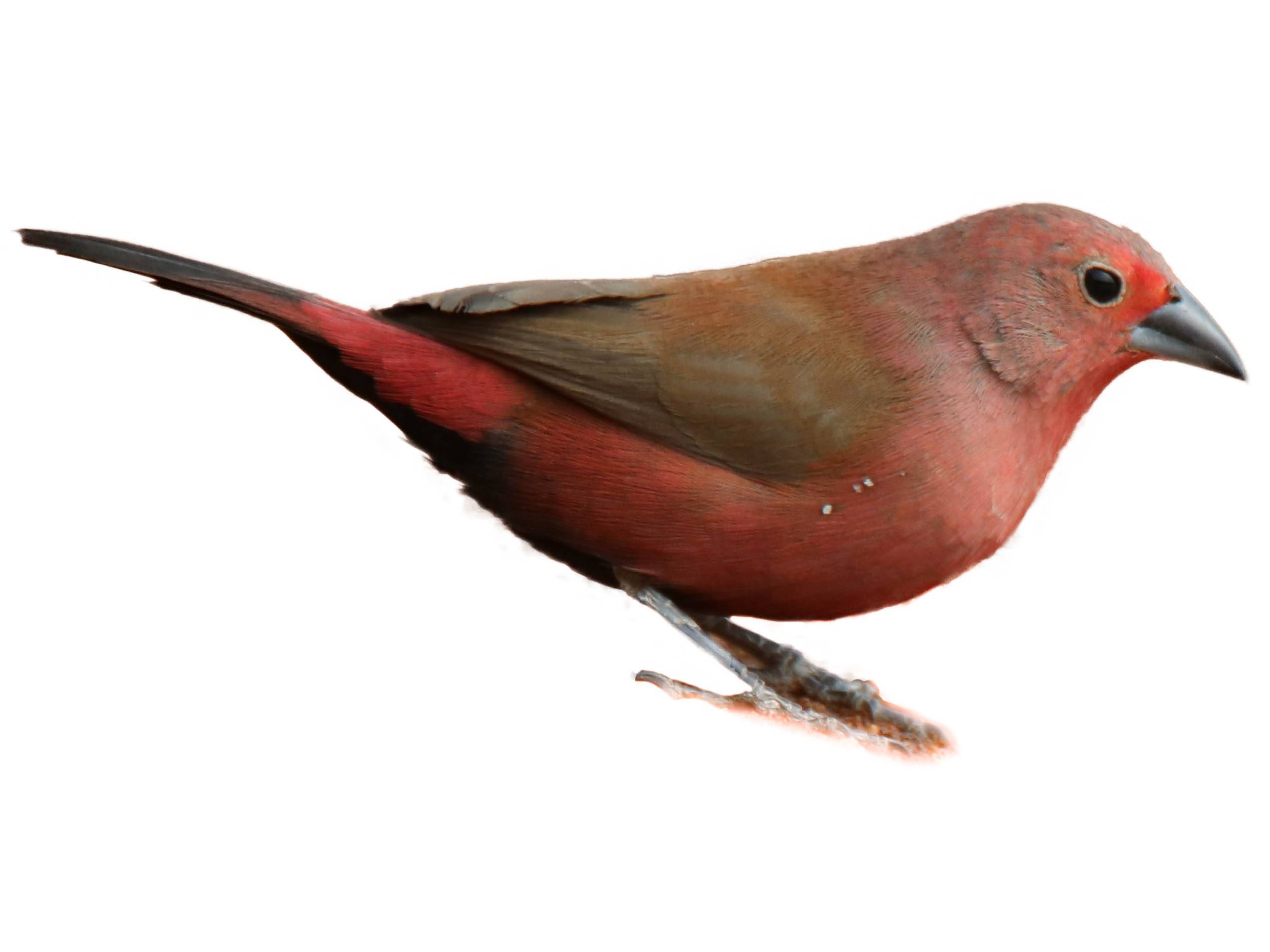 A photo of a Jameson's Firefinch (Lagonosticta rhodopareia), male