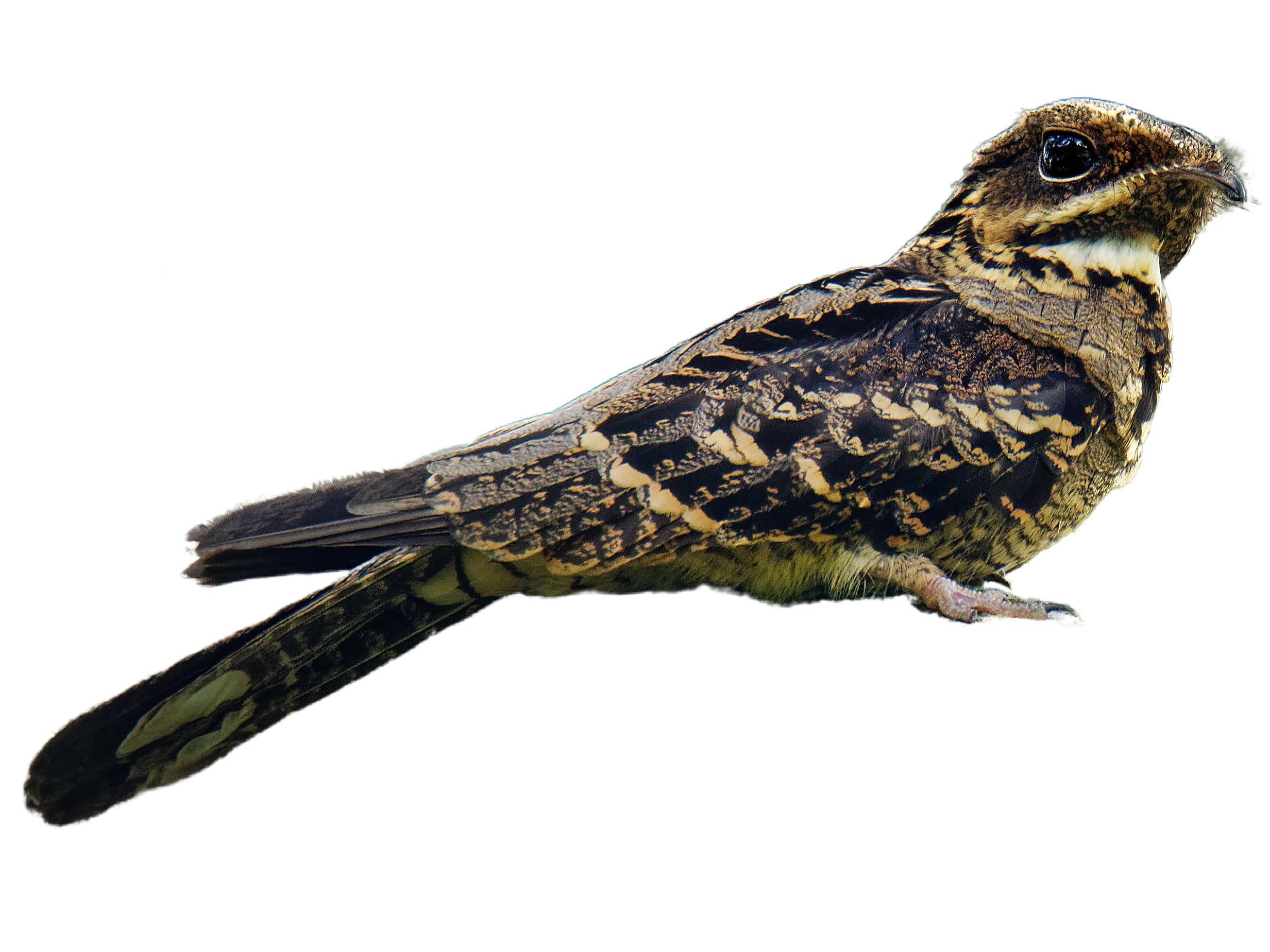 A photo of a Large-tailed Nightjar (Caprimulgus macrurus)