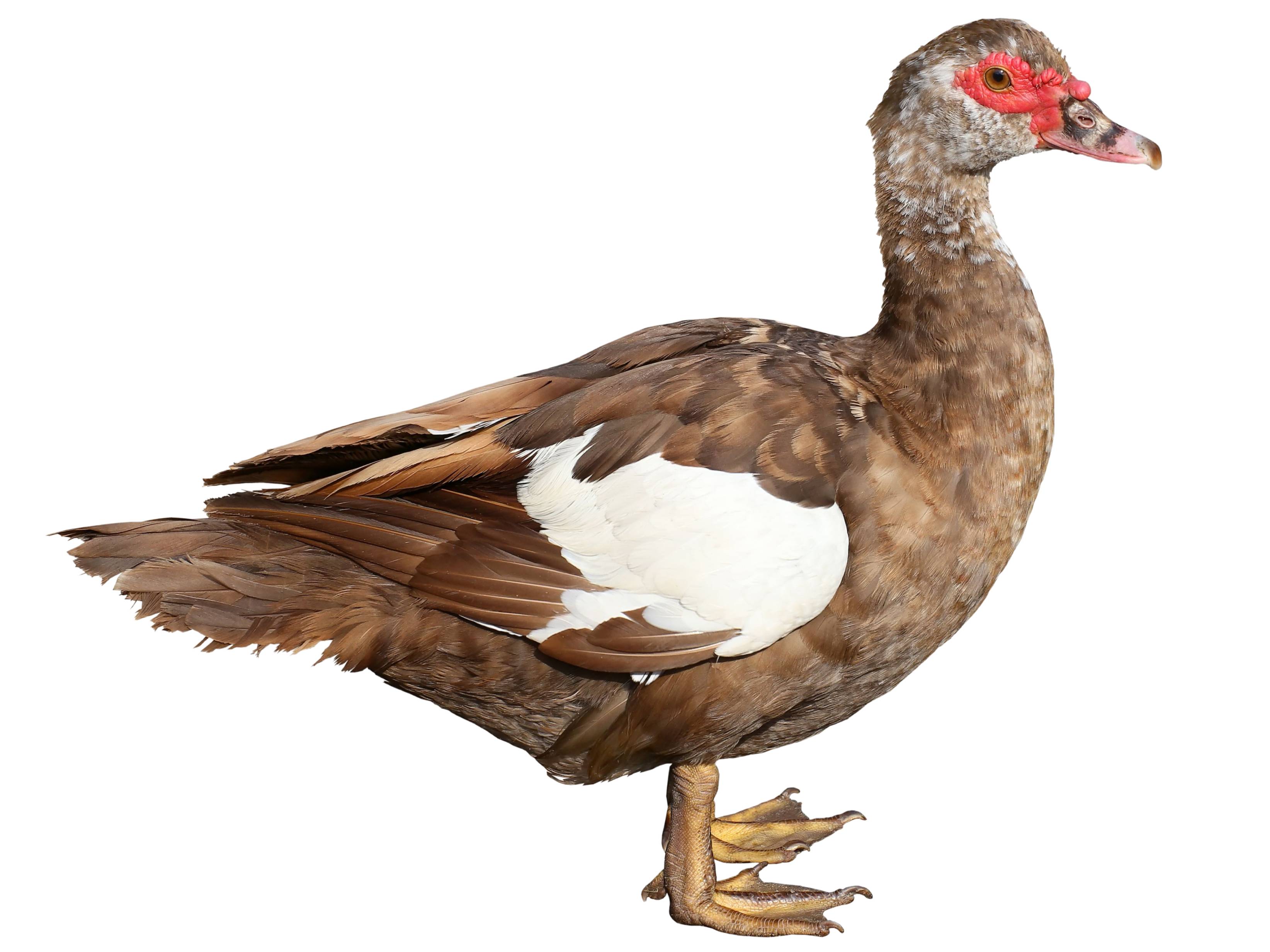 A photo of a Muscovy Duck (Cairina moschata), male