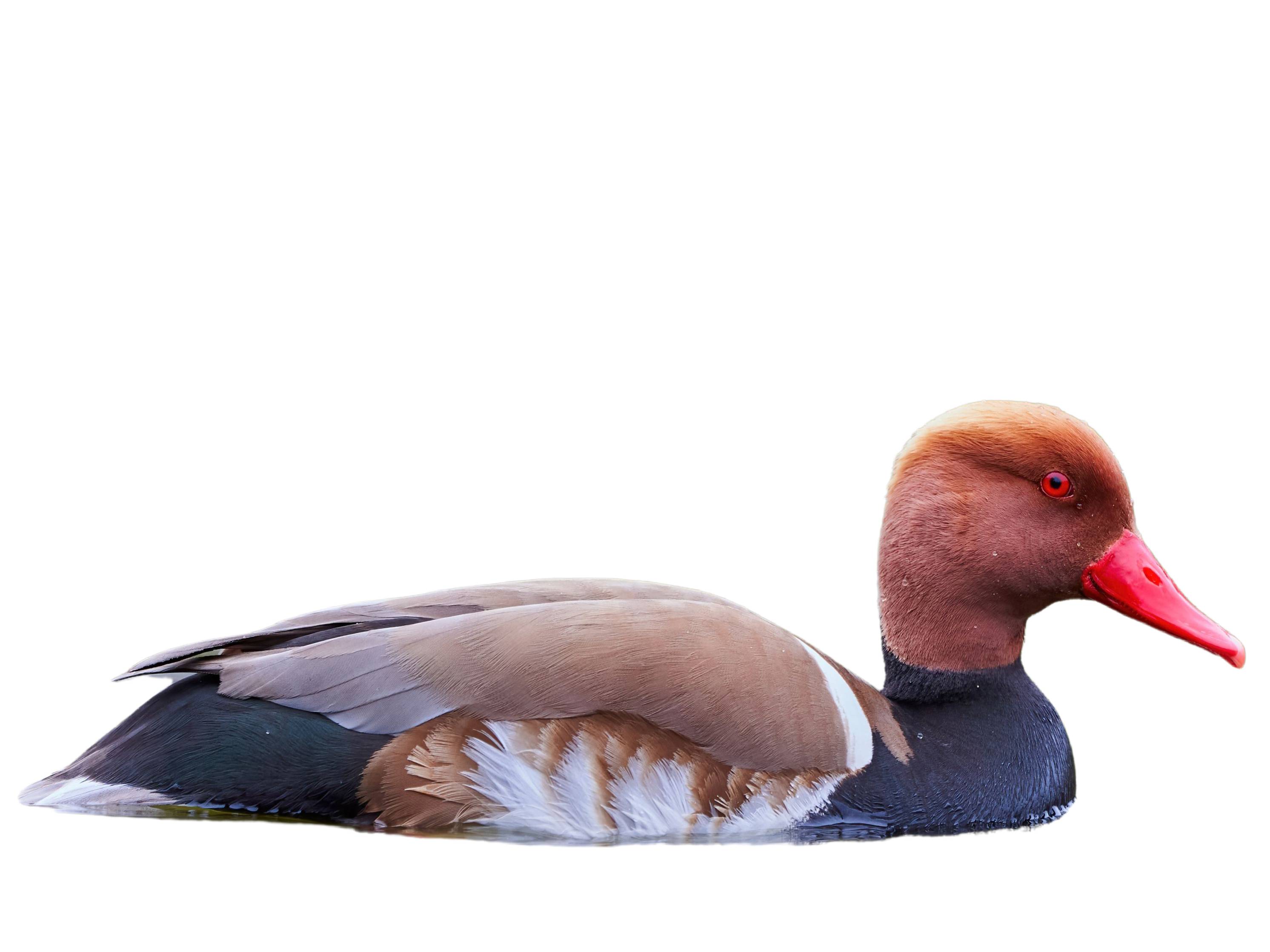 A photo of a Red-crested Pochard (Netta rufina), male