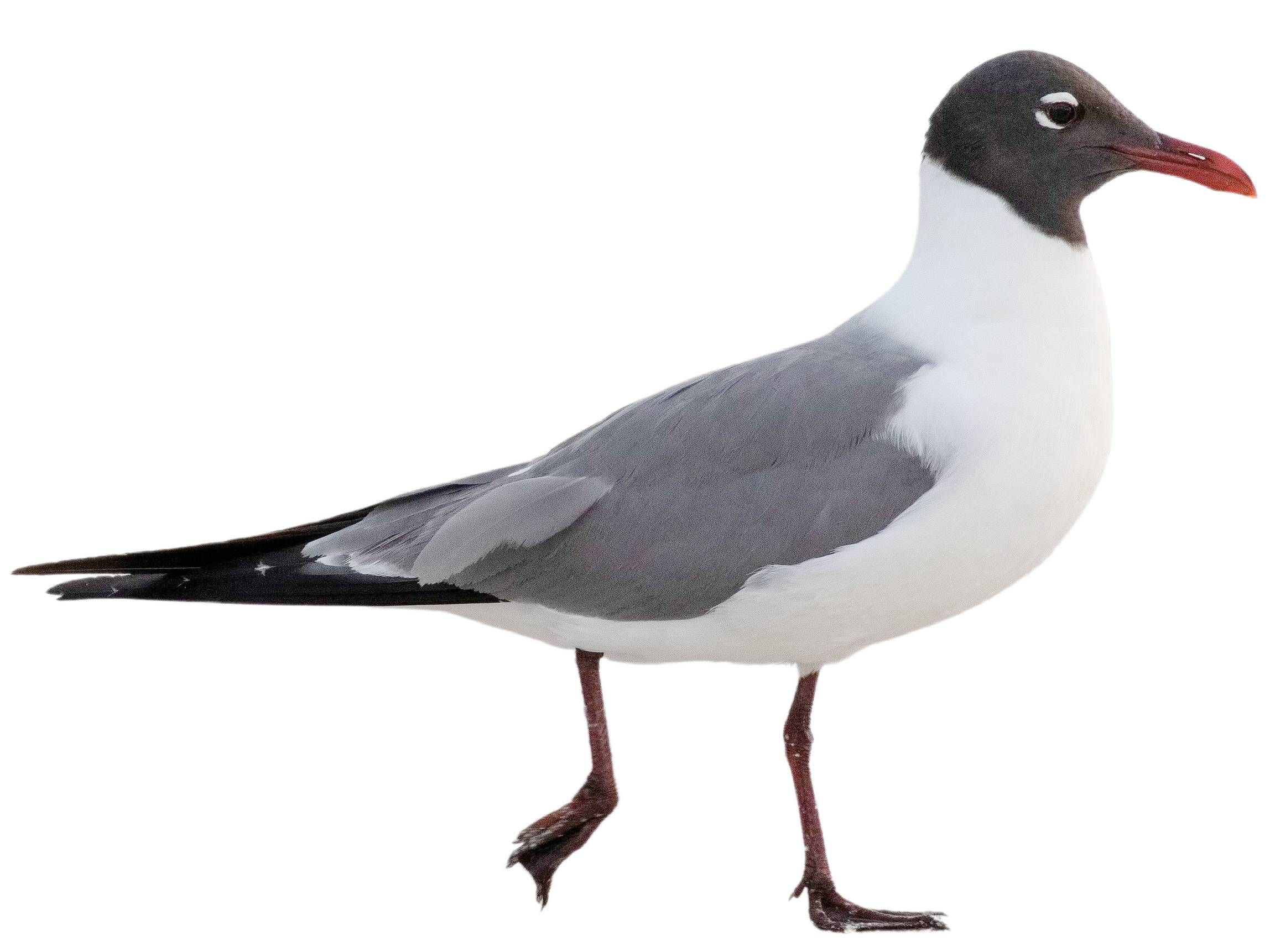 A photo of a Laughing Gull (Leucophaeus atricilla)