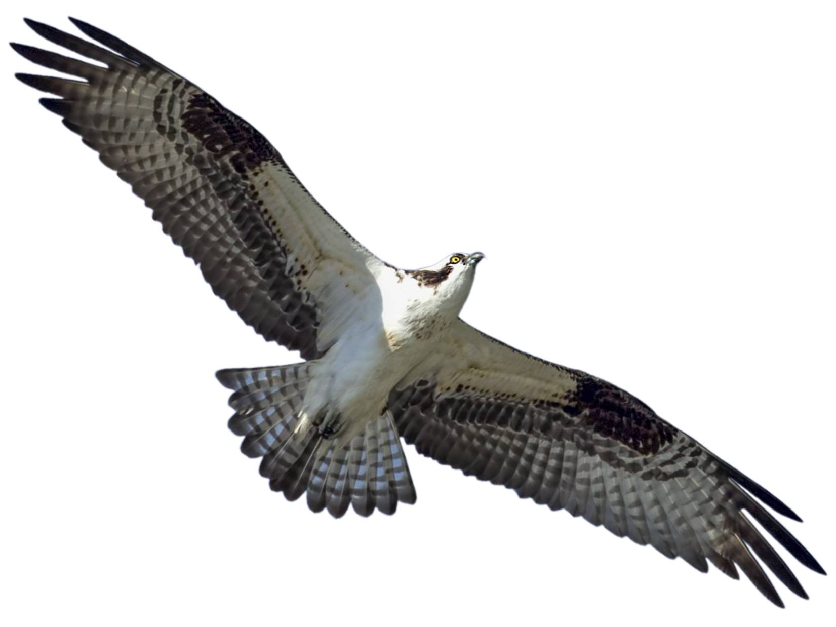 A photo of a Western Osprey (Pandion haliaetus)