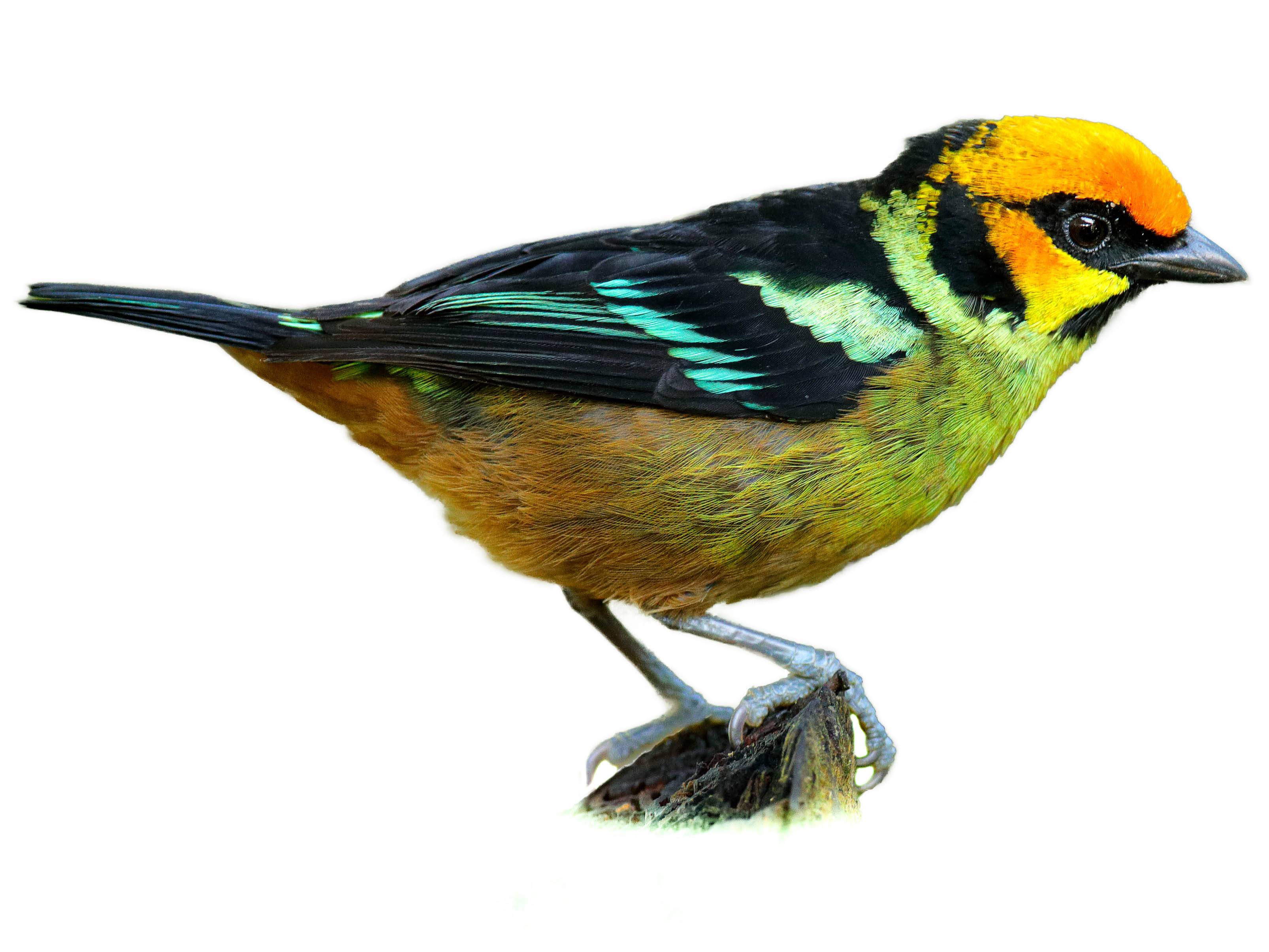 A photo of a Flame-faced Tanager (Tangara parzudakii)