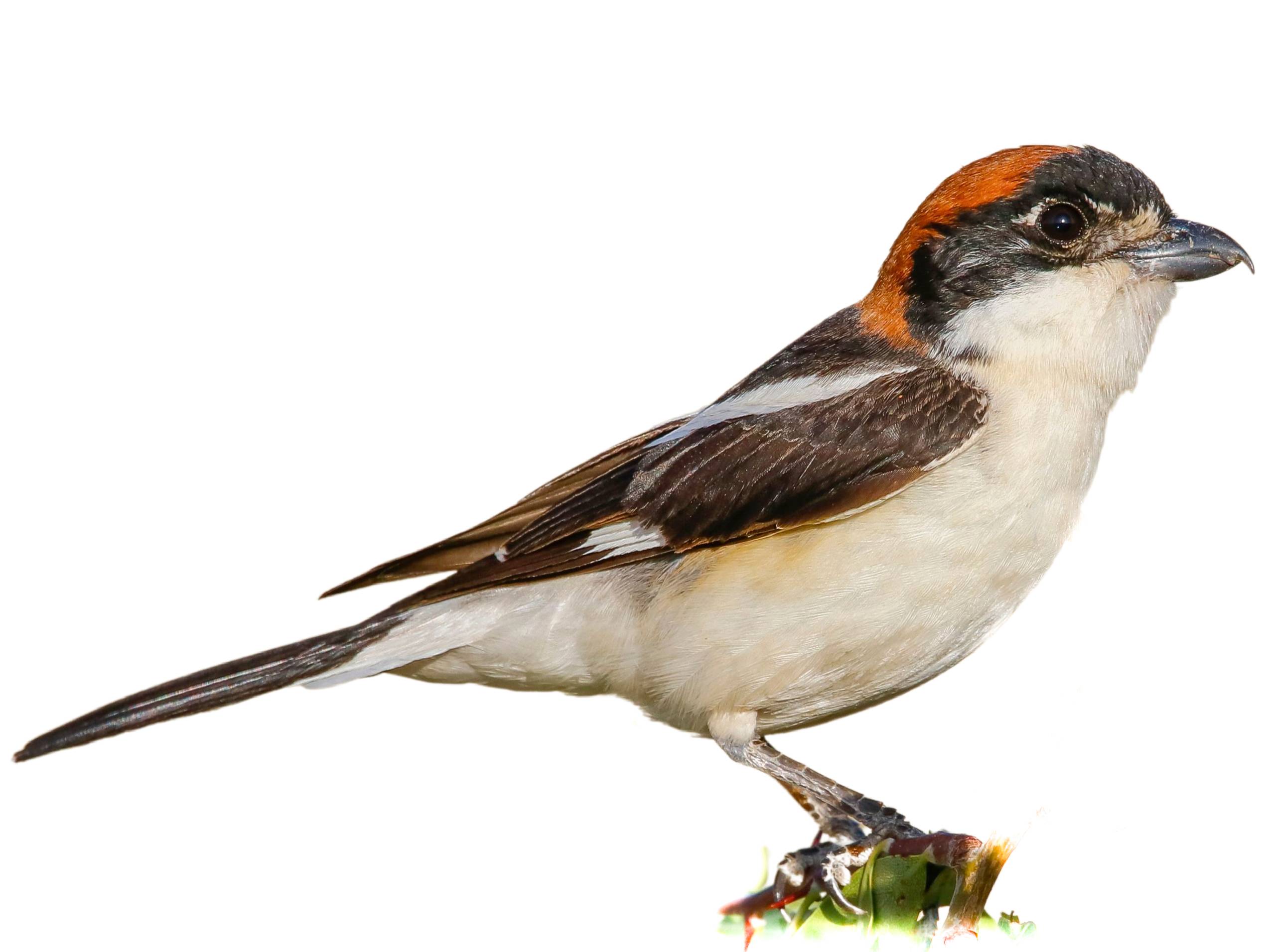 A photo of a Woodchat Shrike (Lanius senator), male