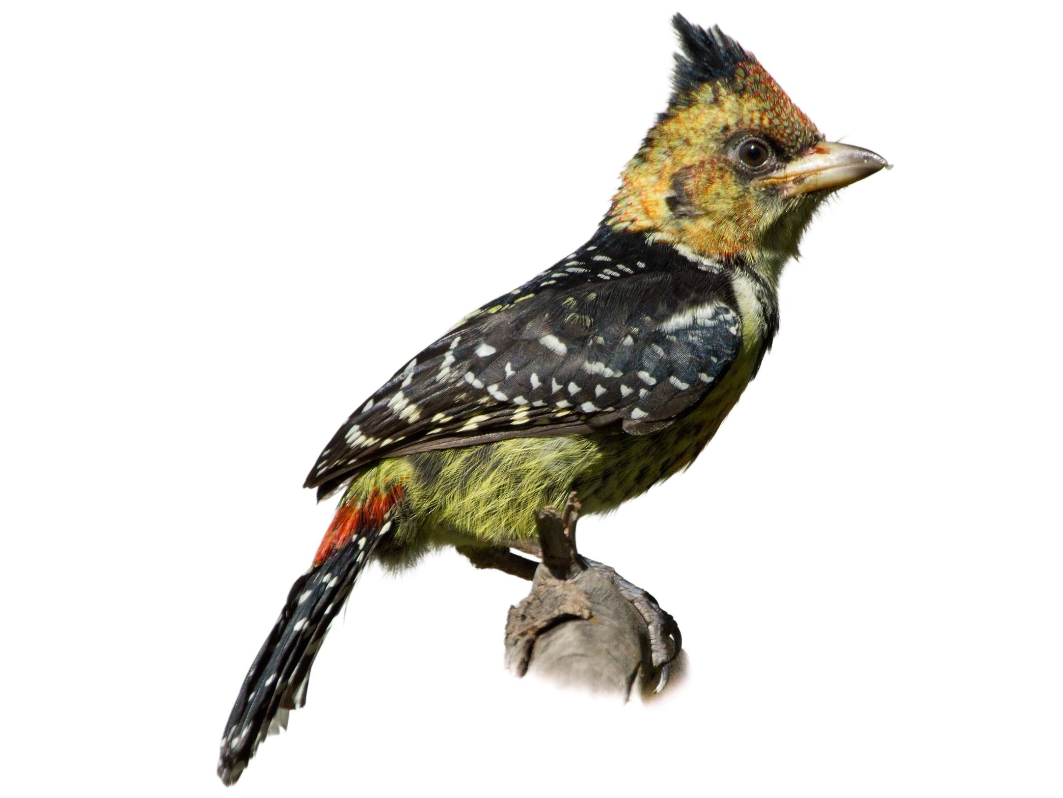 A photo of a Crested Barbet (Trachyphonus vaillantii)