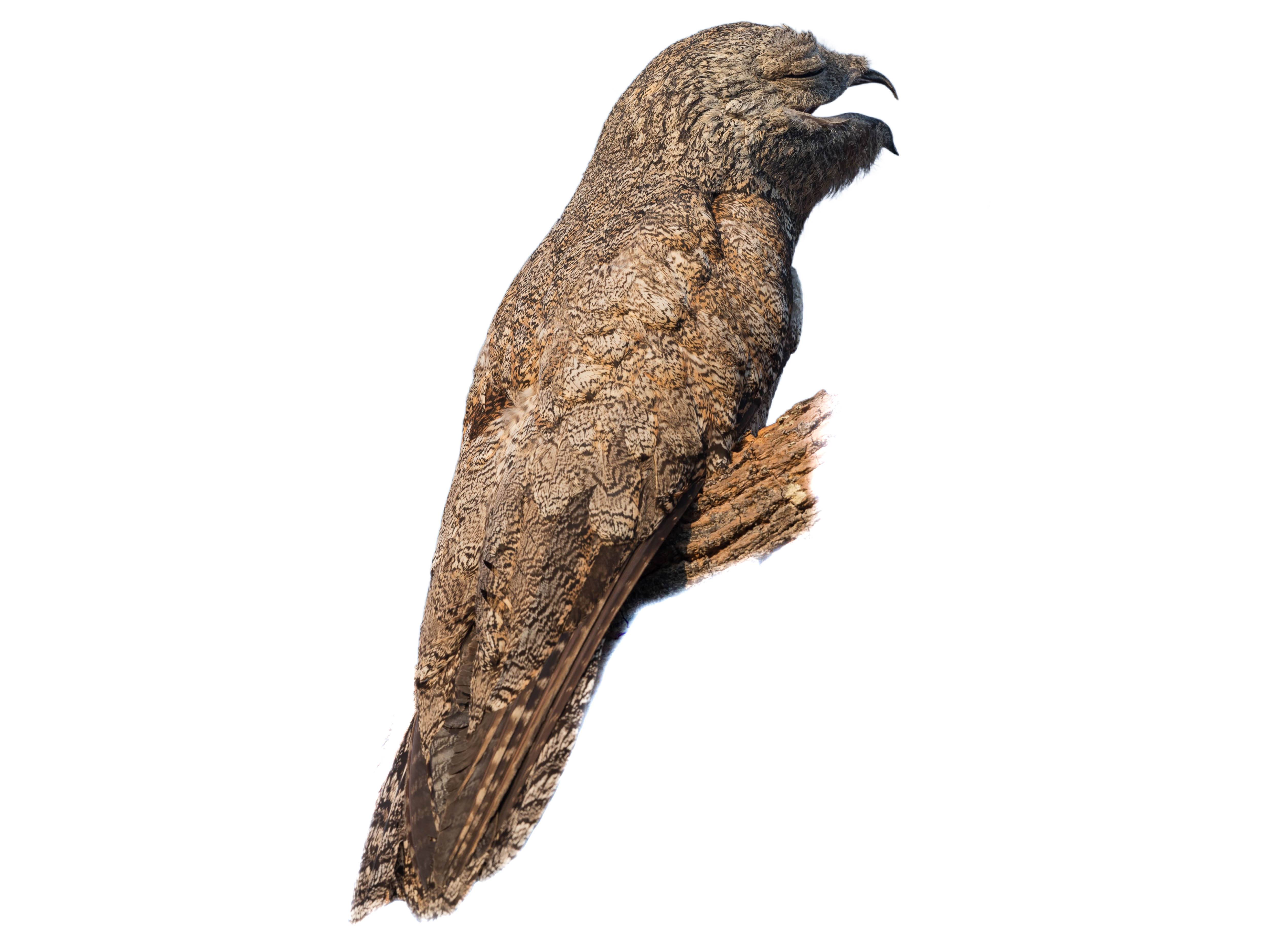 A photo of a Great Potoo (Nyctibius grandis)