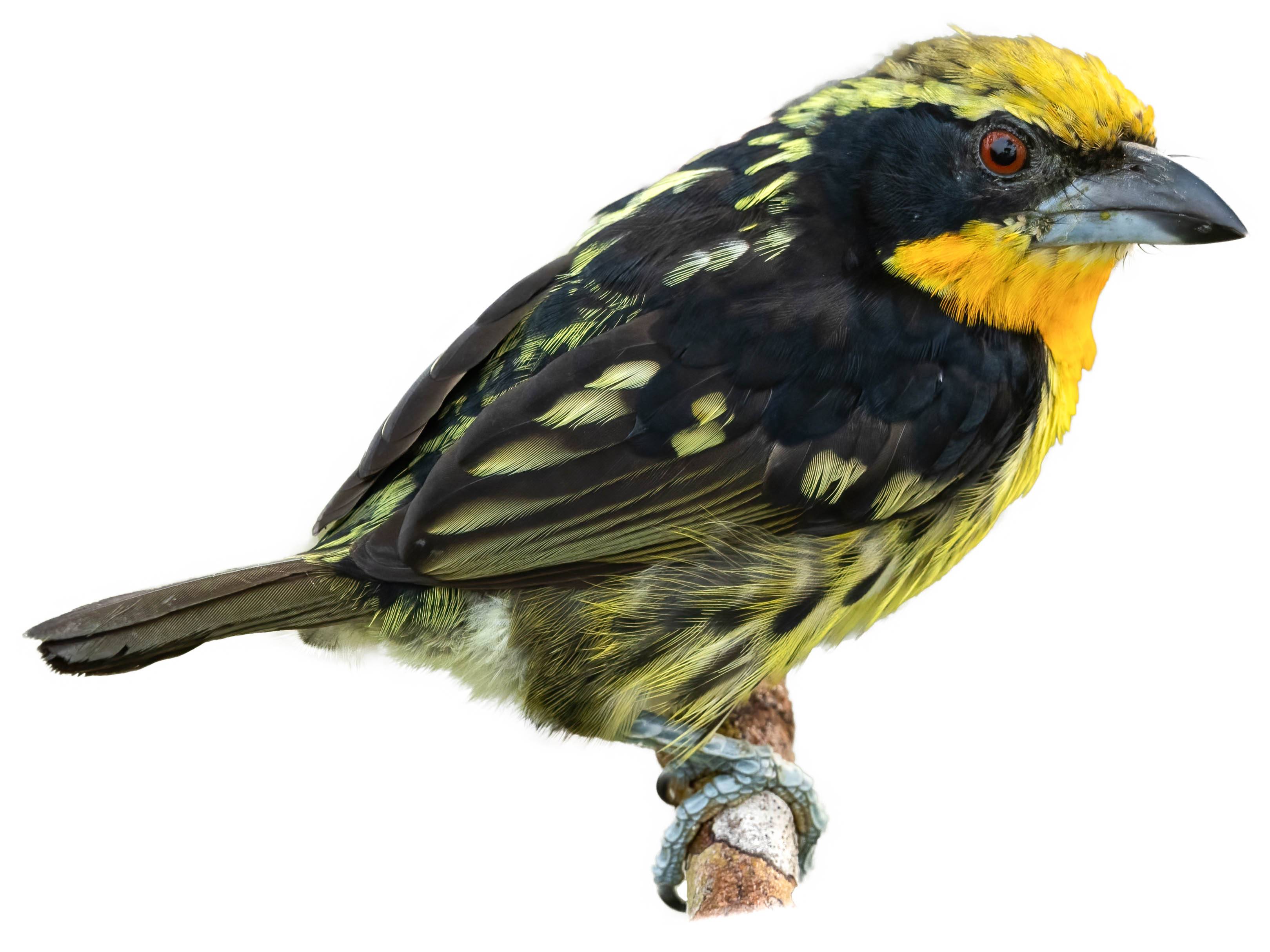 A photo of a Gilded Barbet (Capito auratus), male