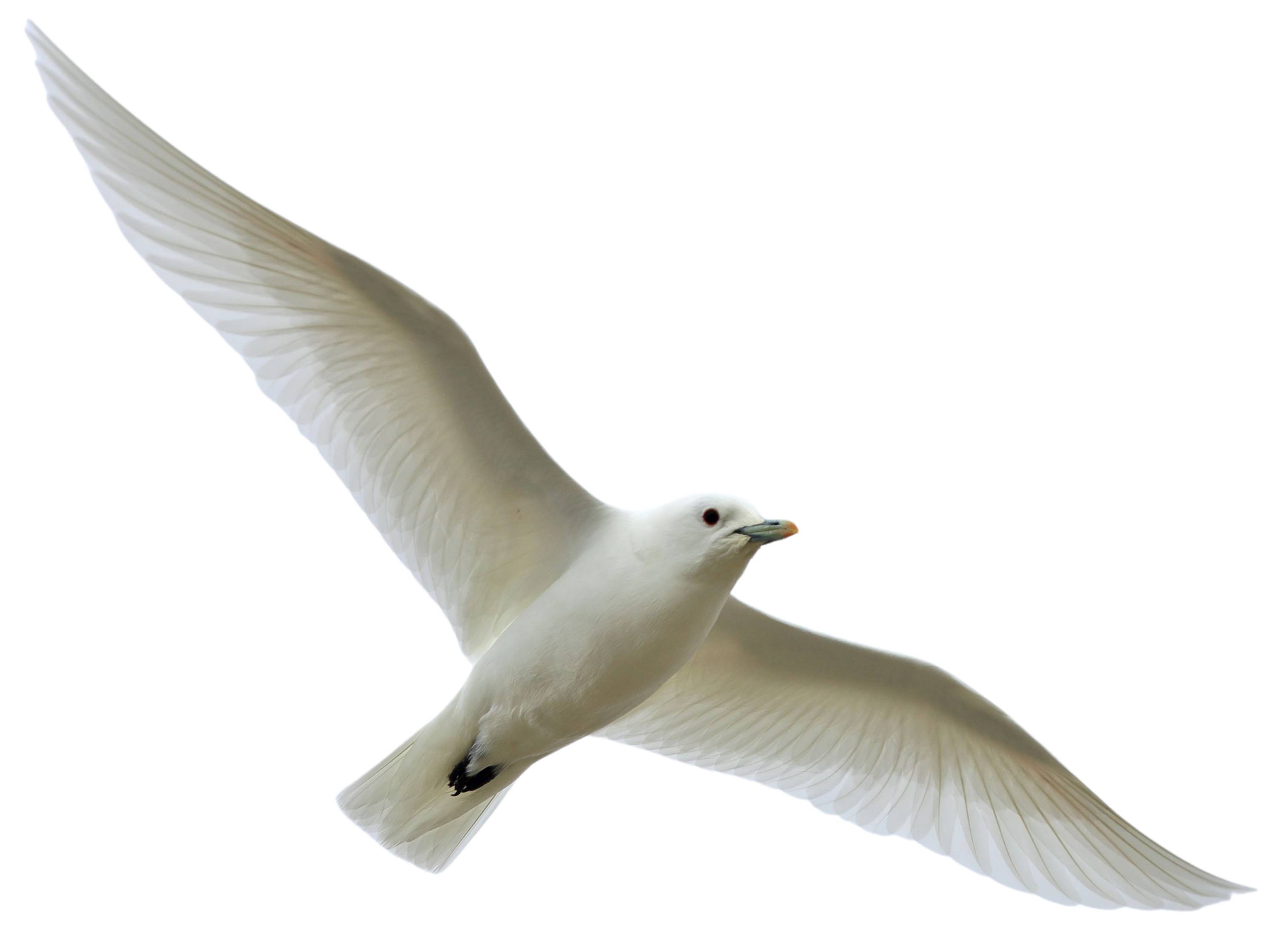 A photo of a Ivory Gull (Pagophila eburnea)