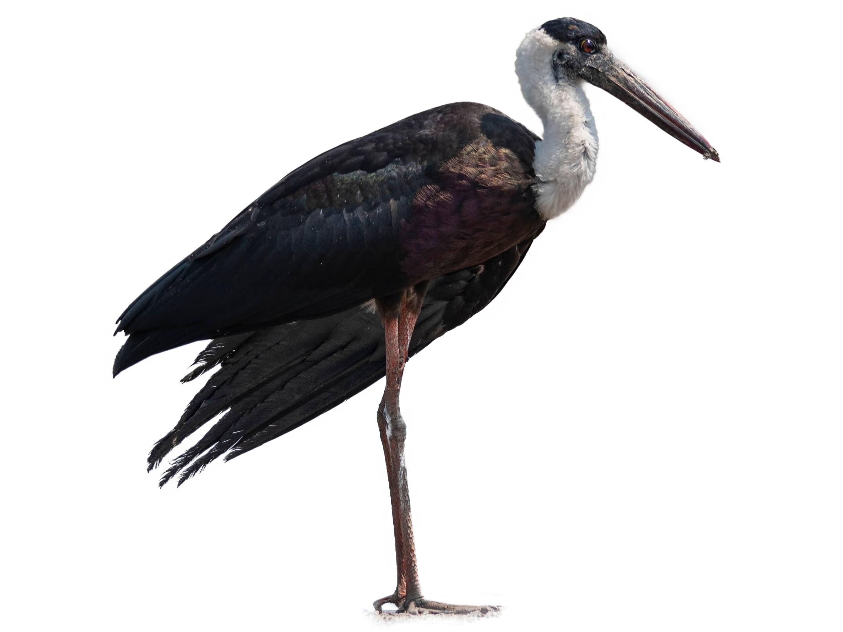 A photo of a Woolly-necked Stork (Ciconia episcopus)