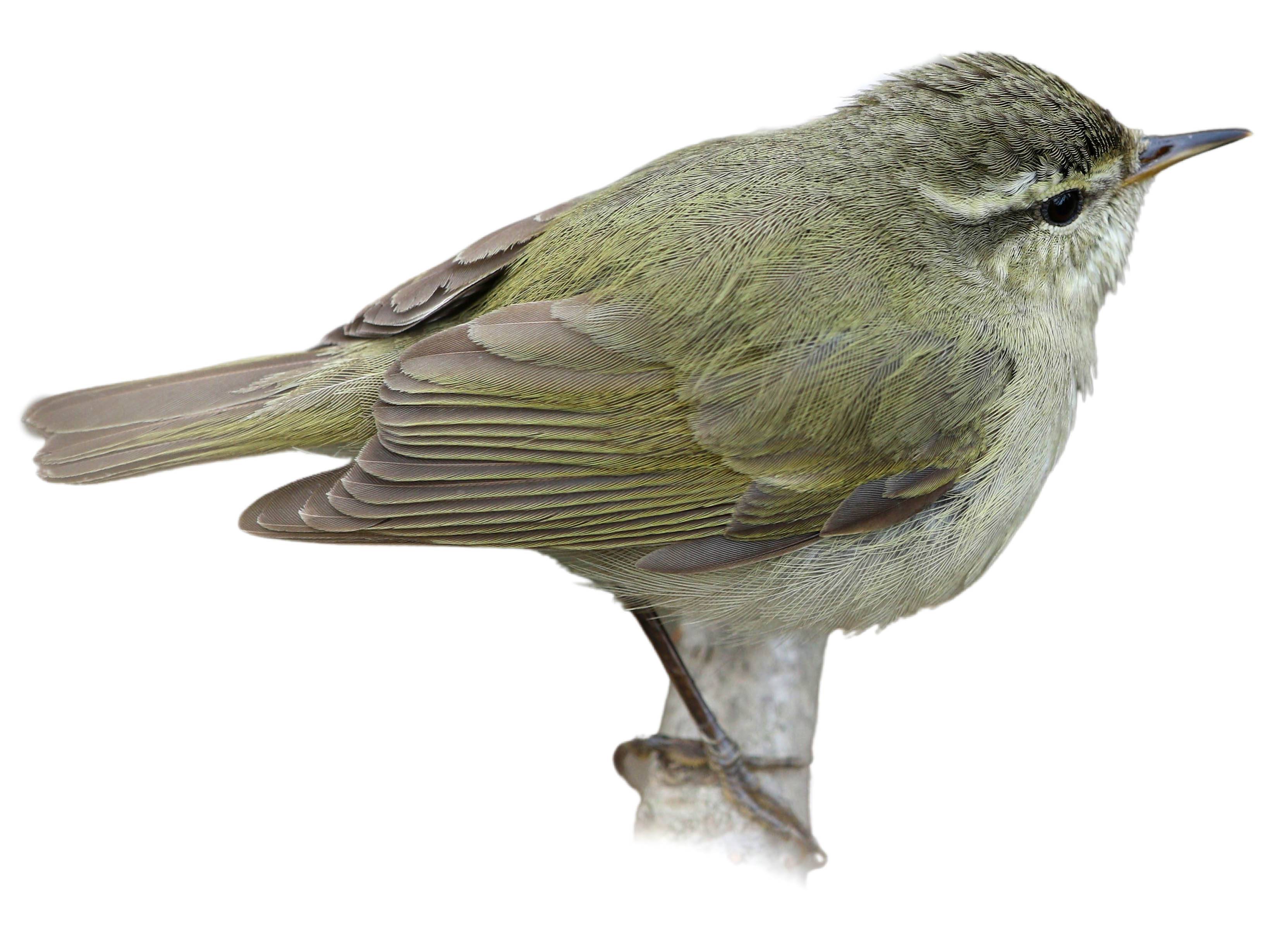 A photo of a Tytler's Leaf Warbler (Phylloscopus tytleri)