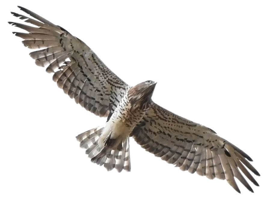 A photo of a Short-toed Snake Eagle (Circaetus gallicus)