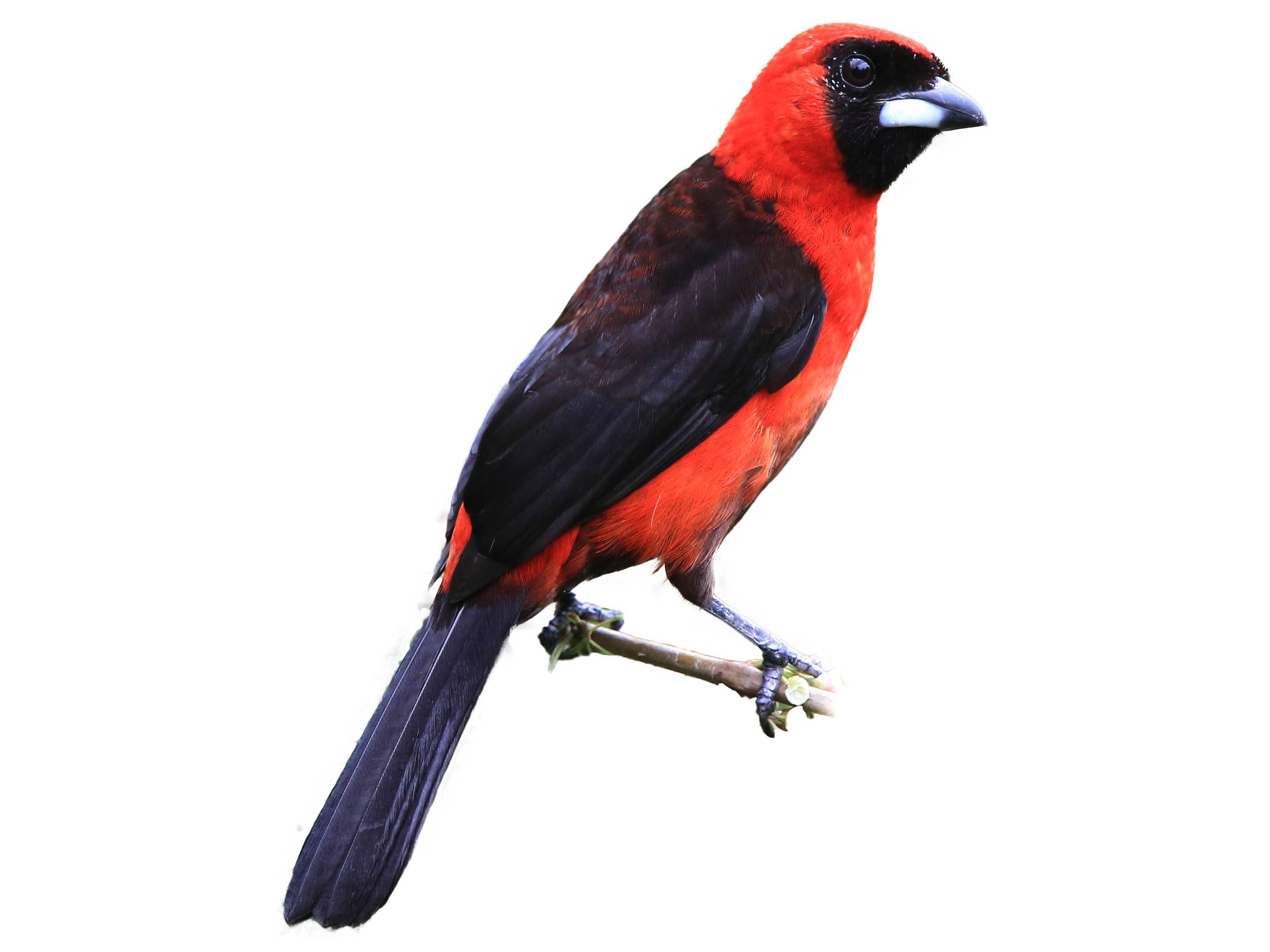 A photo of a Masked Crimson Tanager (Ramphocelus nigrogularis)